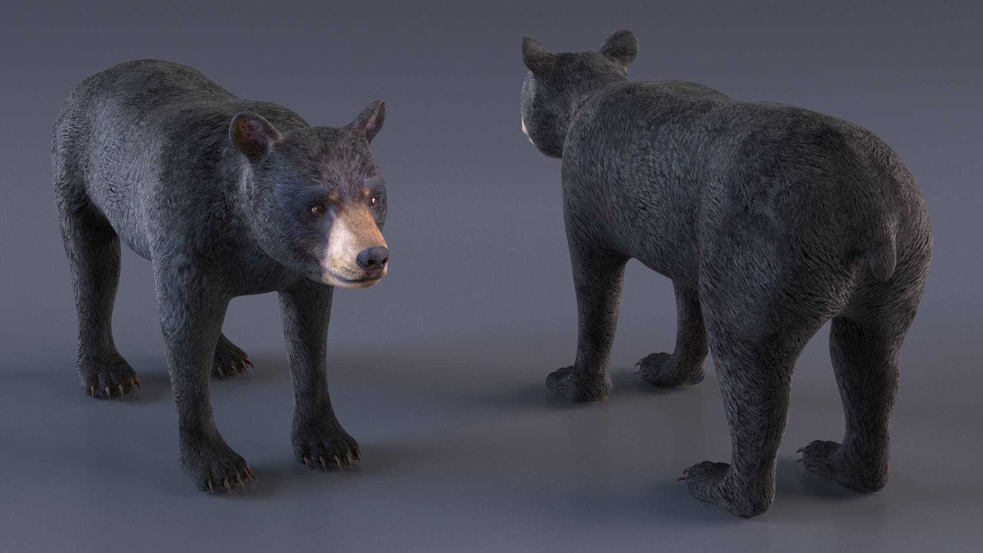 Young Black Bear Rigged for Cinema 4D 3D