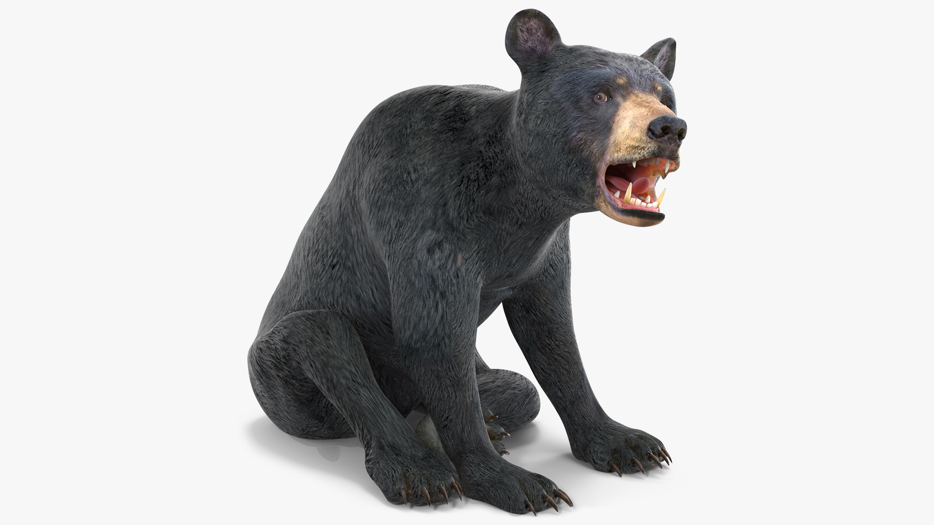 Young Black Bear Rigged for Cinema 4D 3D