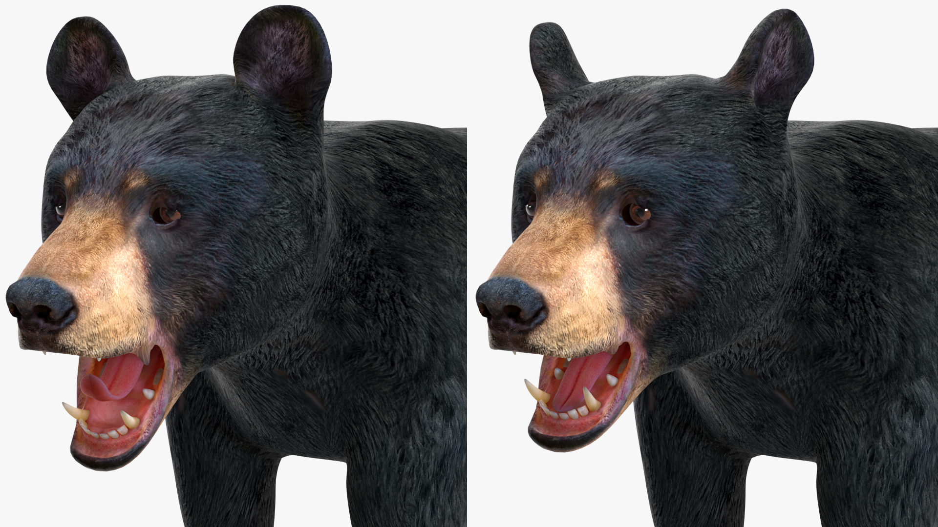 Young Black Bear Rigged for Cinema 4D 3D