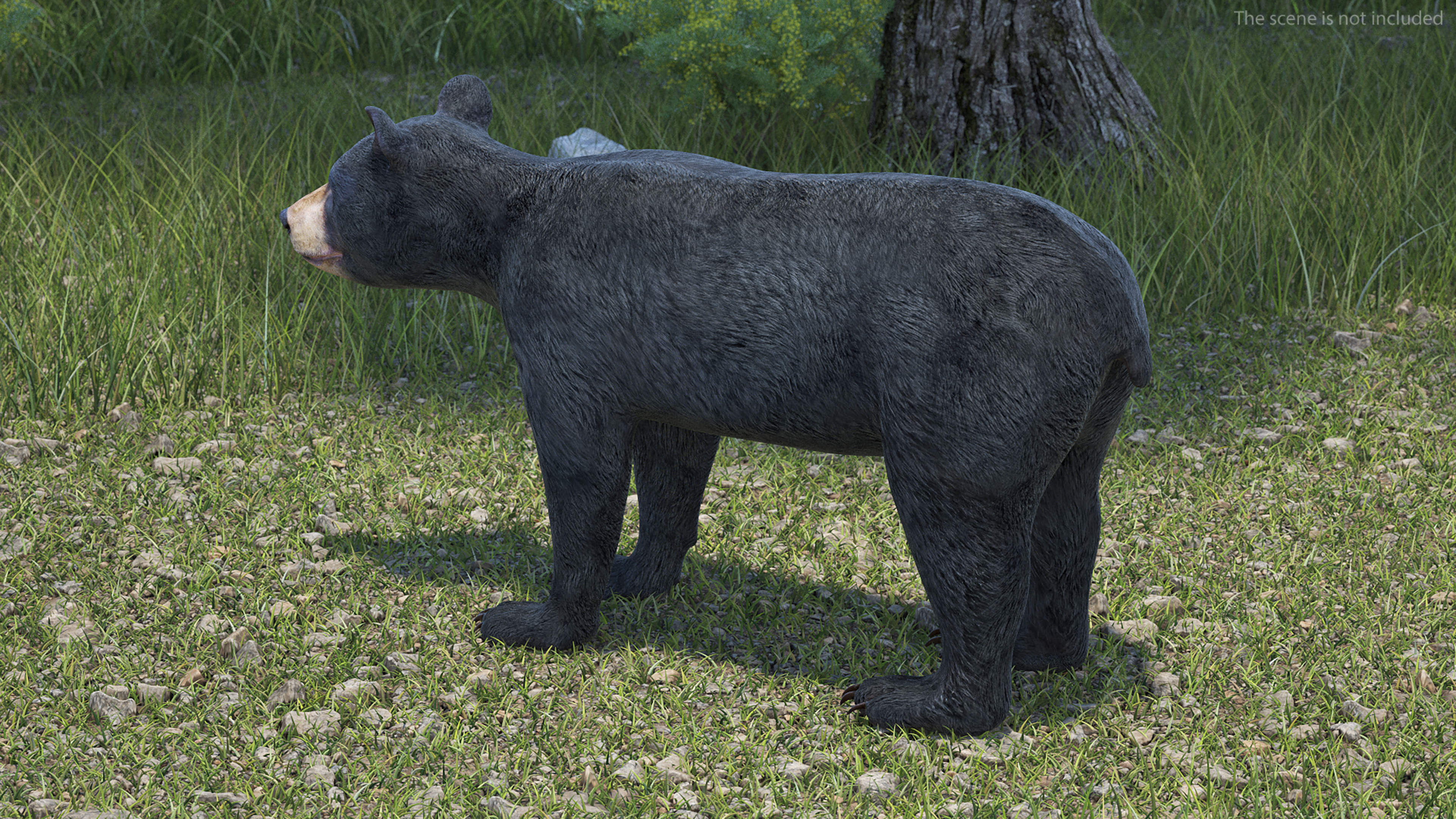 Young Black Bear Rigged for Cinema 4D 3D