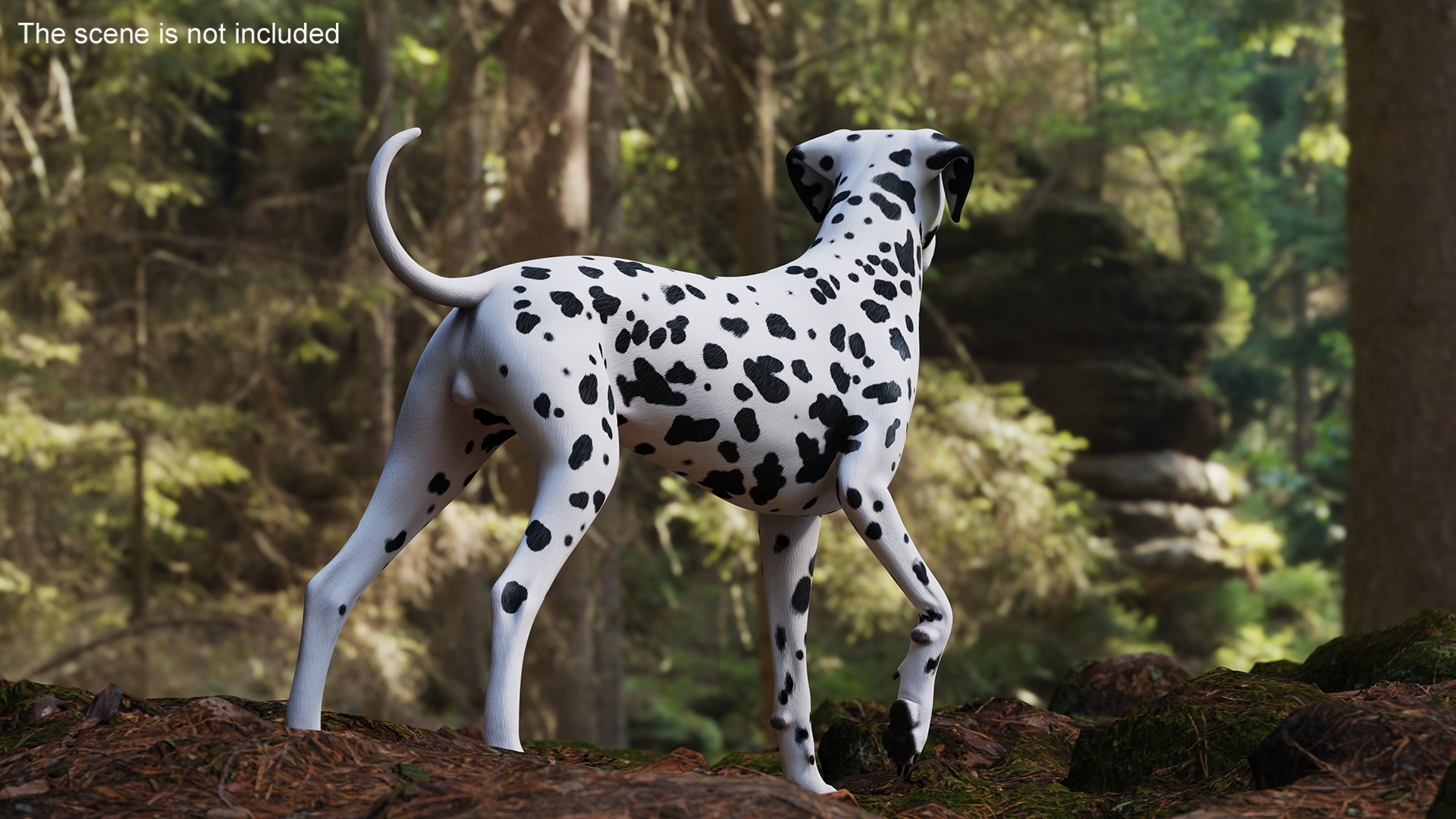 3D model Spotted Standing Dalmatian Dog