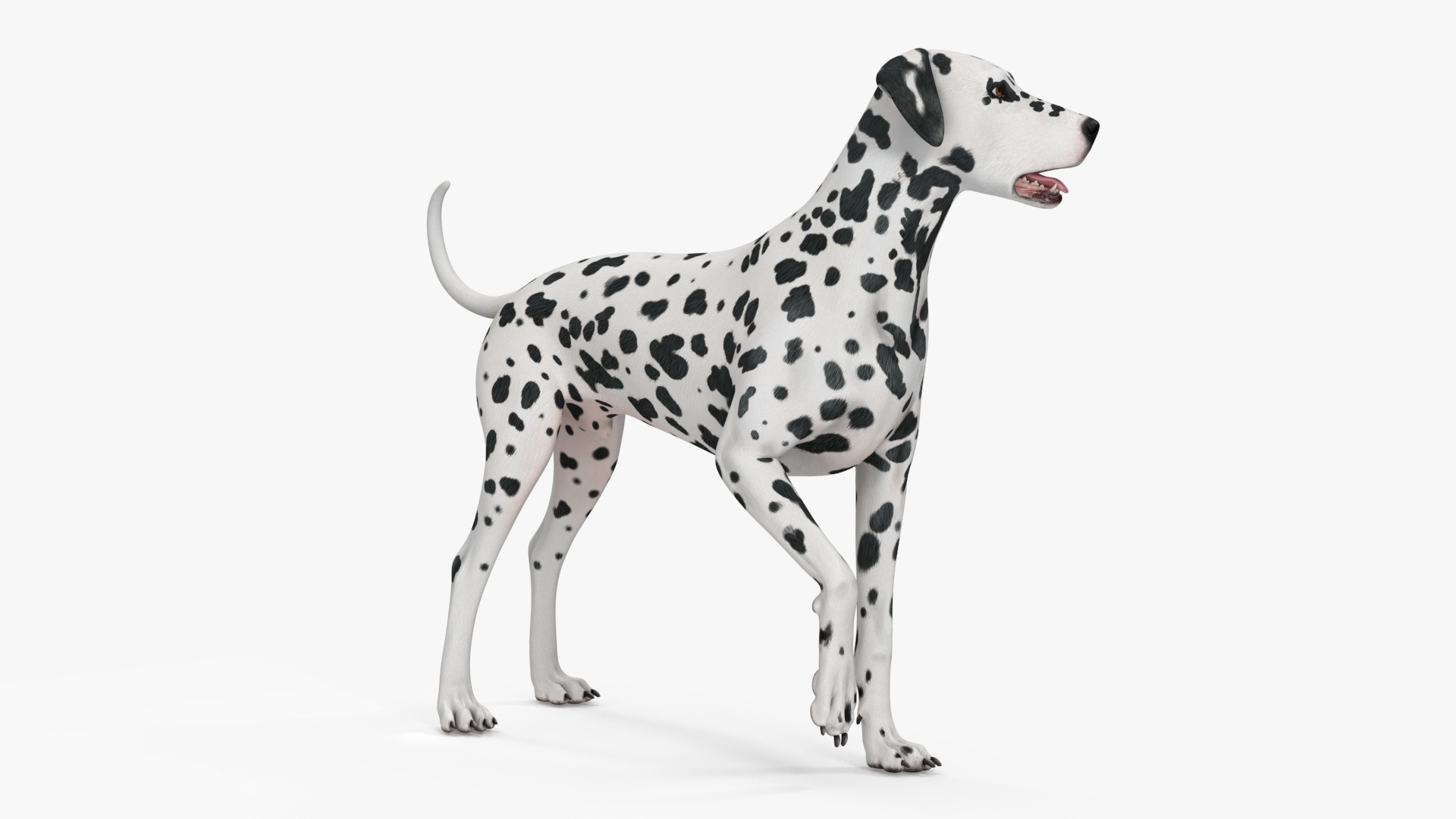 3D model Spotted Standing Dalmatian Dog