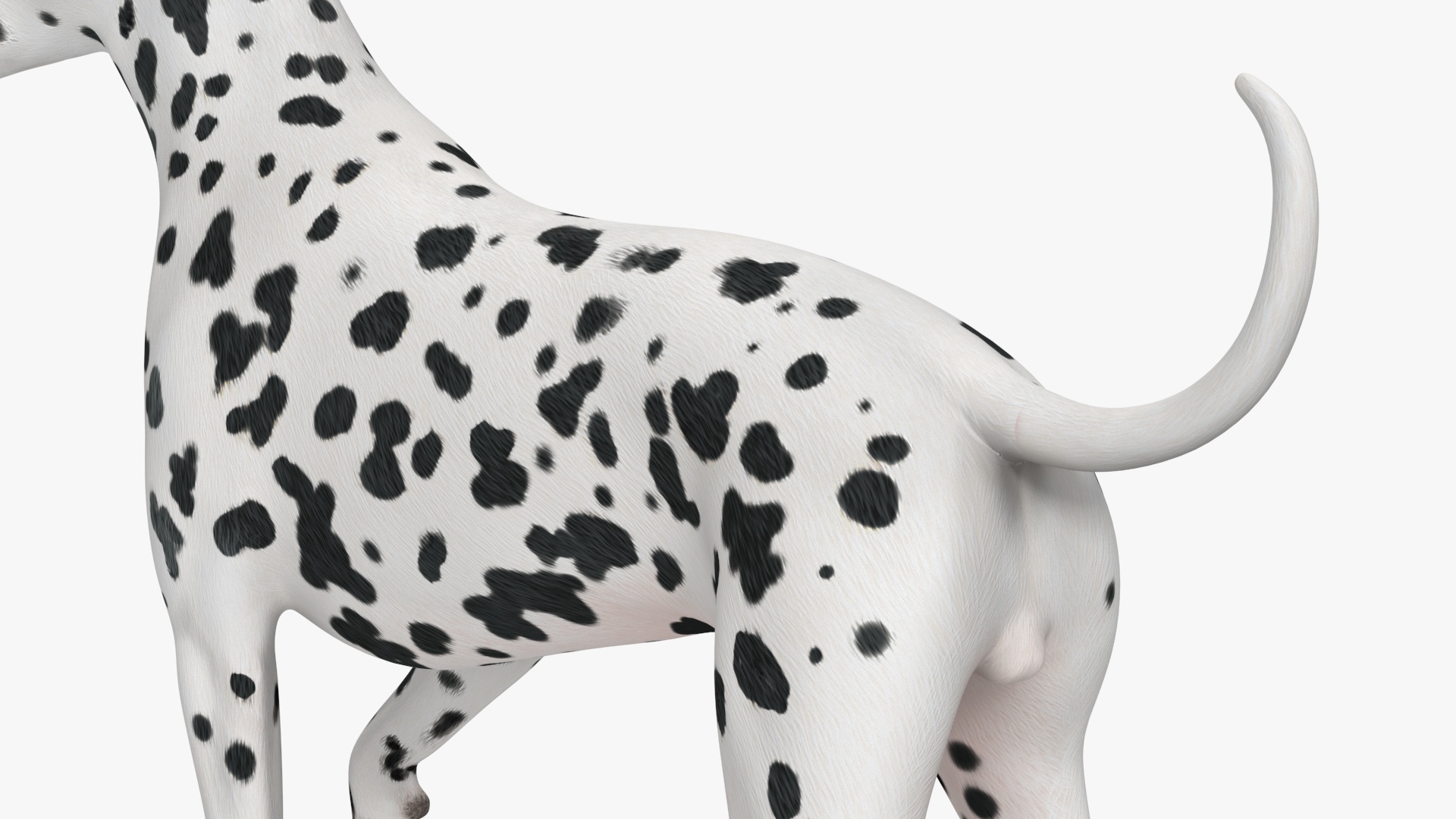 3D model Spotted Standing Dalmatian Dog