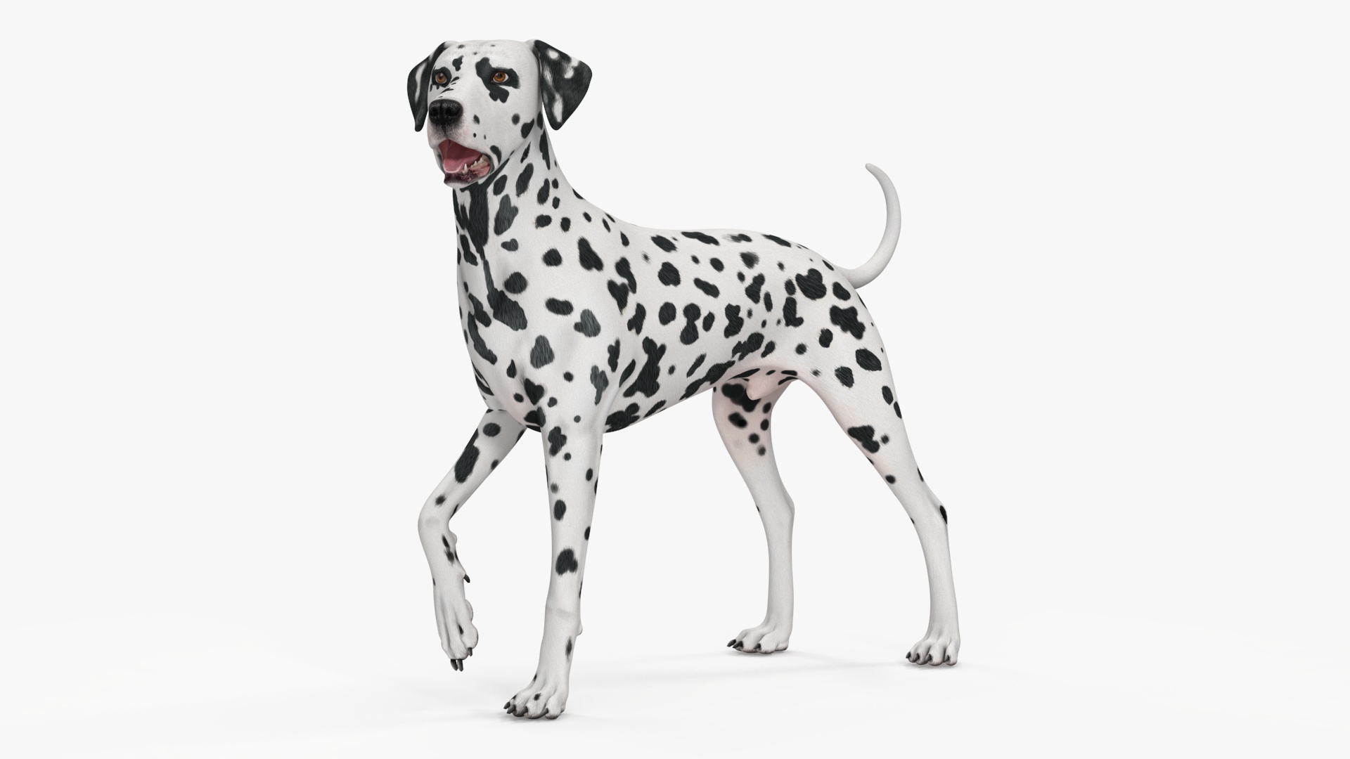 3D model Spotted Standing Dalmatian Dog