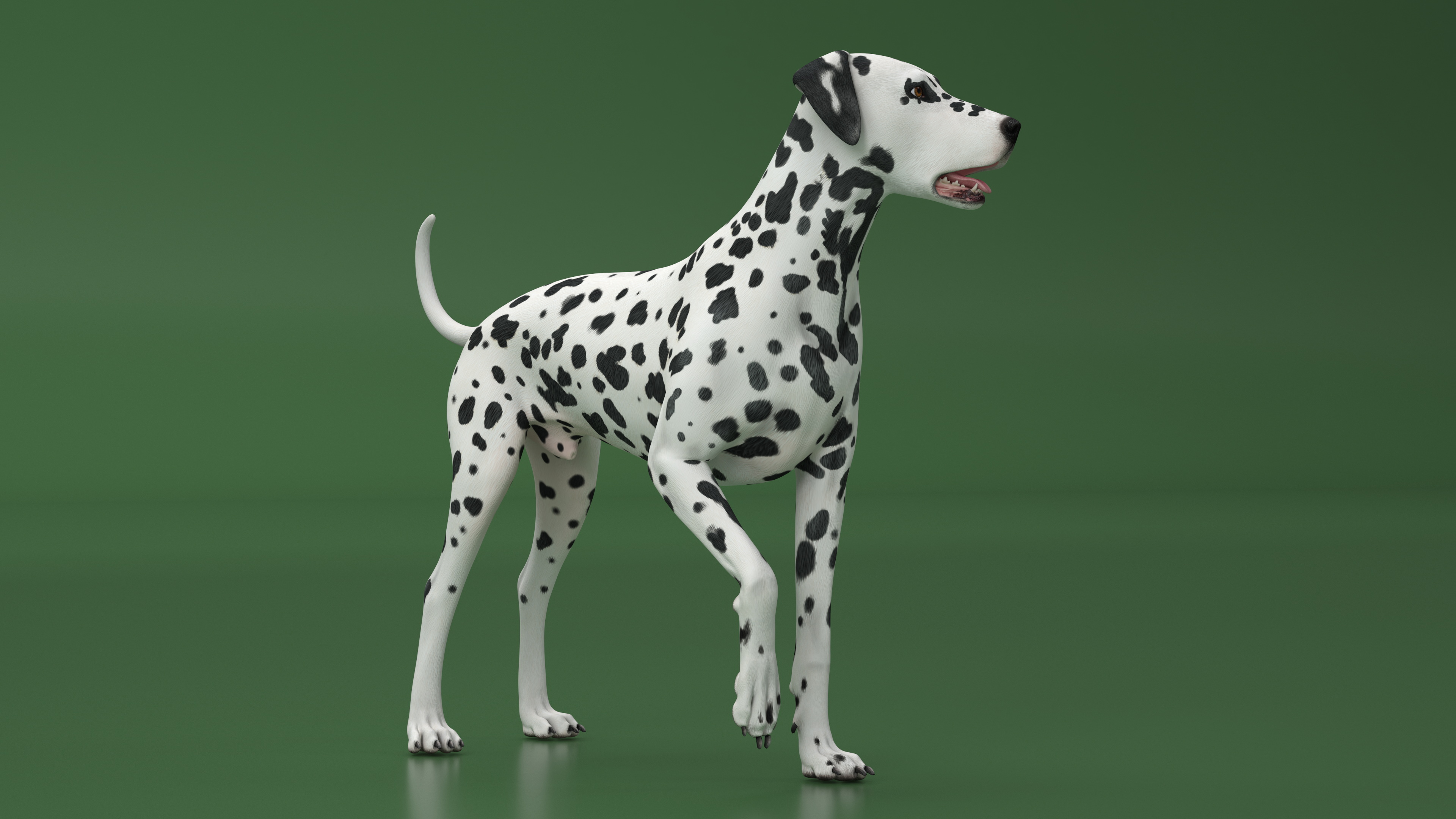 3D model Spotted Standing Dalmatian Dog