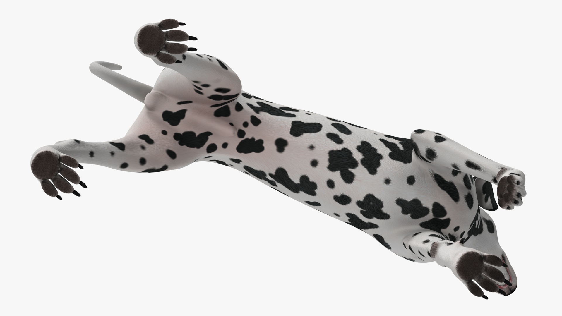 3D model Spotted Standing Dalmatian Dog