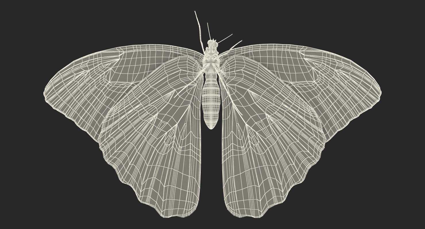 Butterfly Morpho Peleides with Fur 3D model