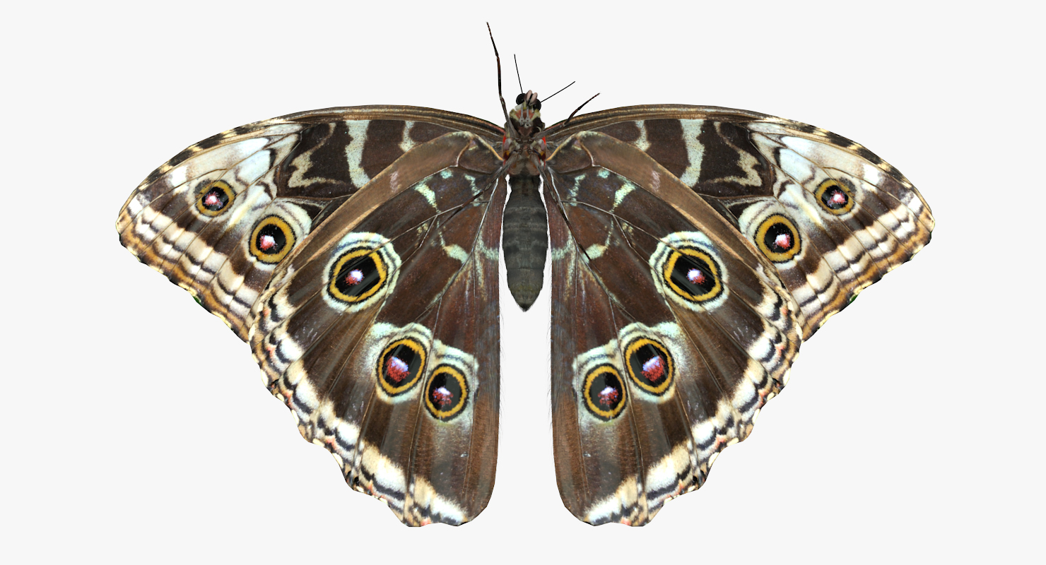 Butterfly Morpho Peleides with Fur 3D model
