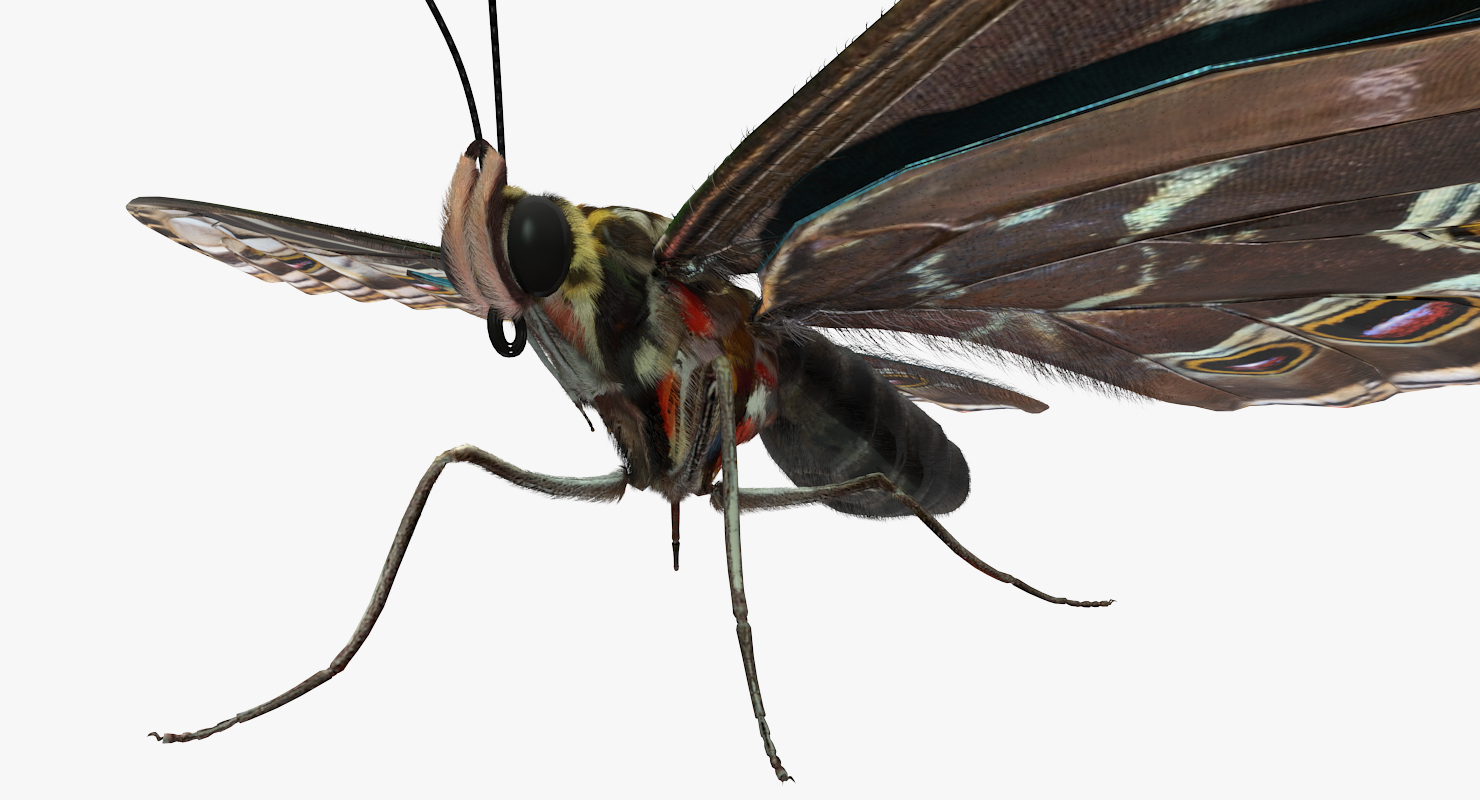Butterfly Morpho Peleides with Fur 3D model