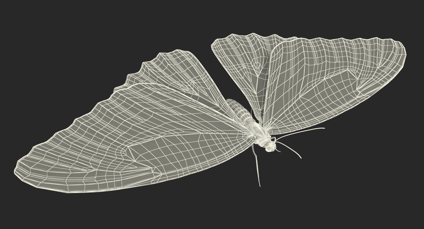 Butterfly Morpho Peleides with Fur 3D model