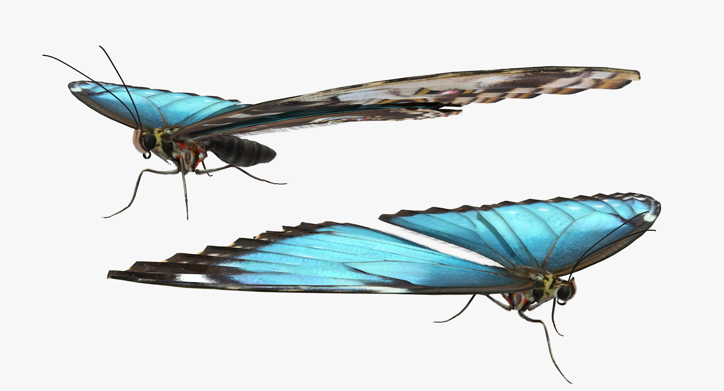 Butterfly Morpho Peleides with Fur 3D model