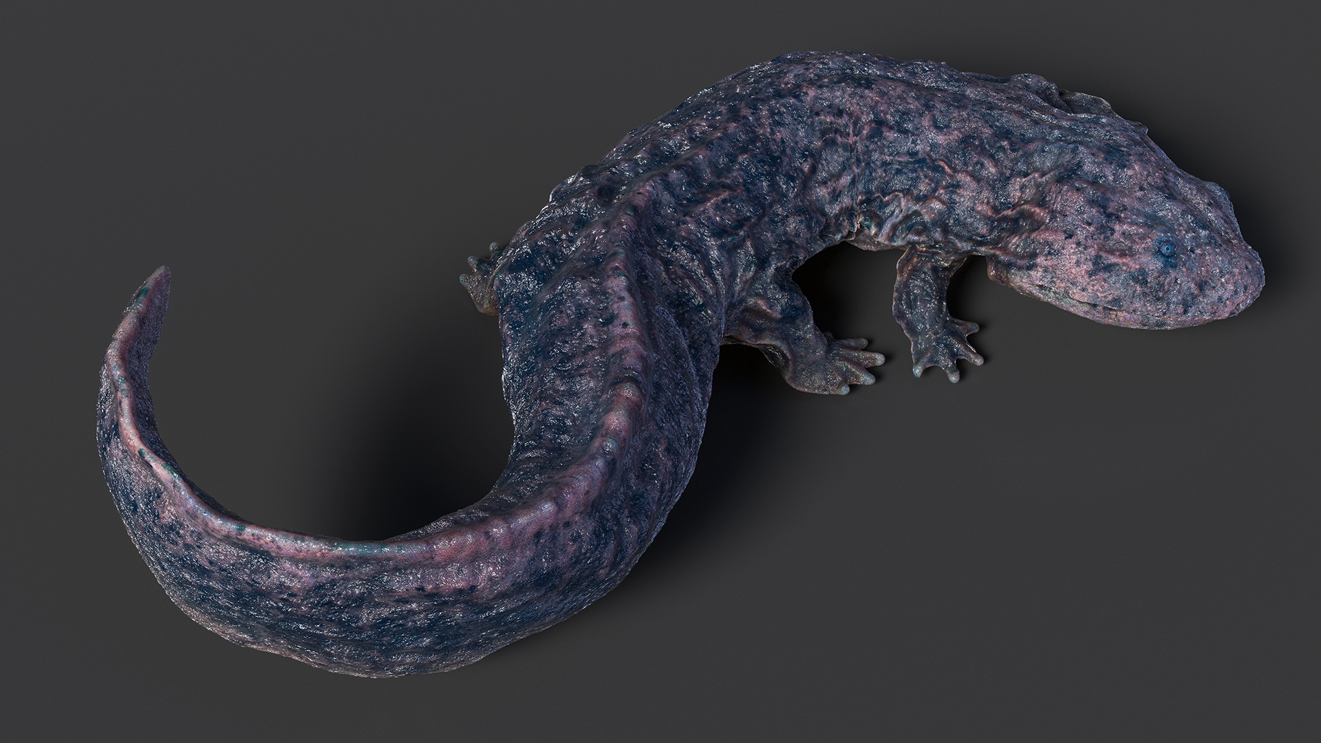 3D model Salamander Dark Wet Lying