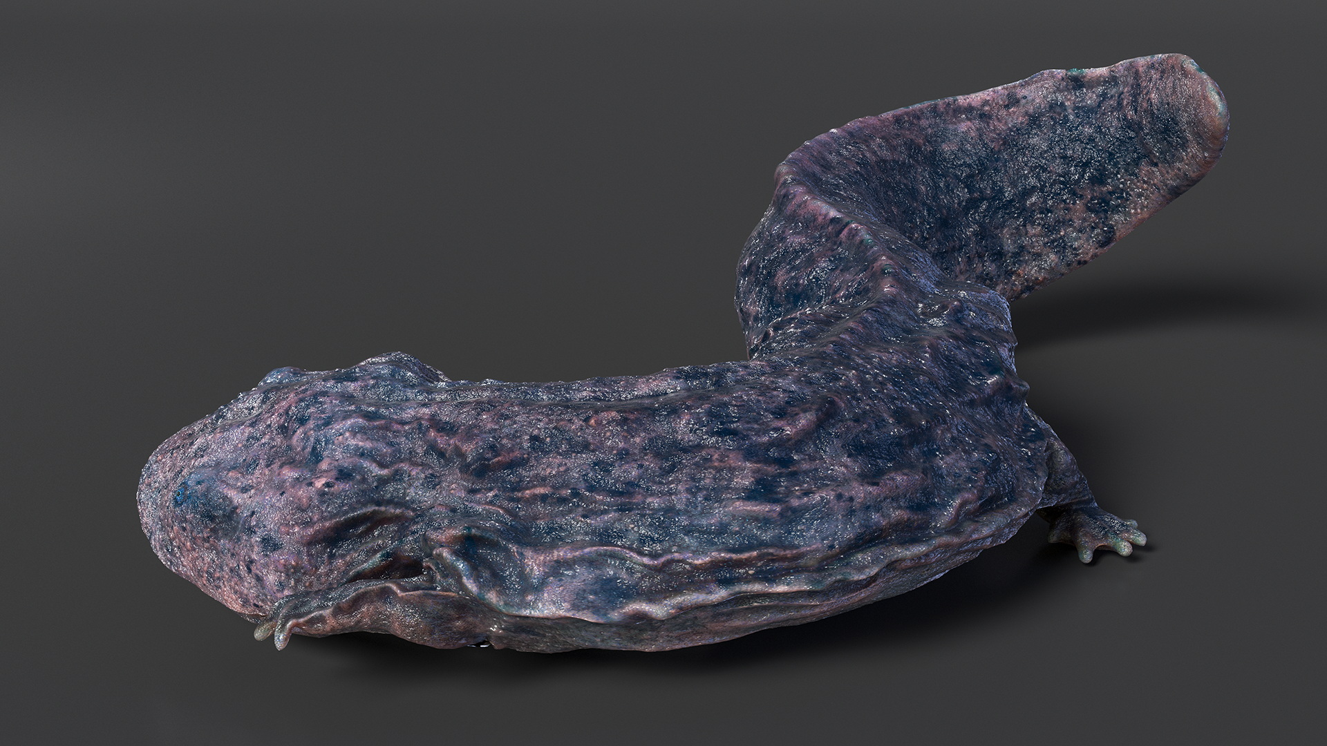 3D model Salamander Dark Wet Lying