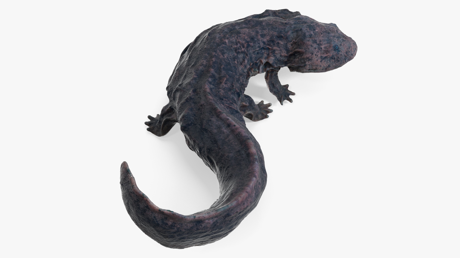3D model Salamander Dark Wet Lying