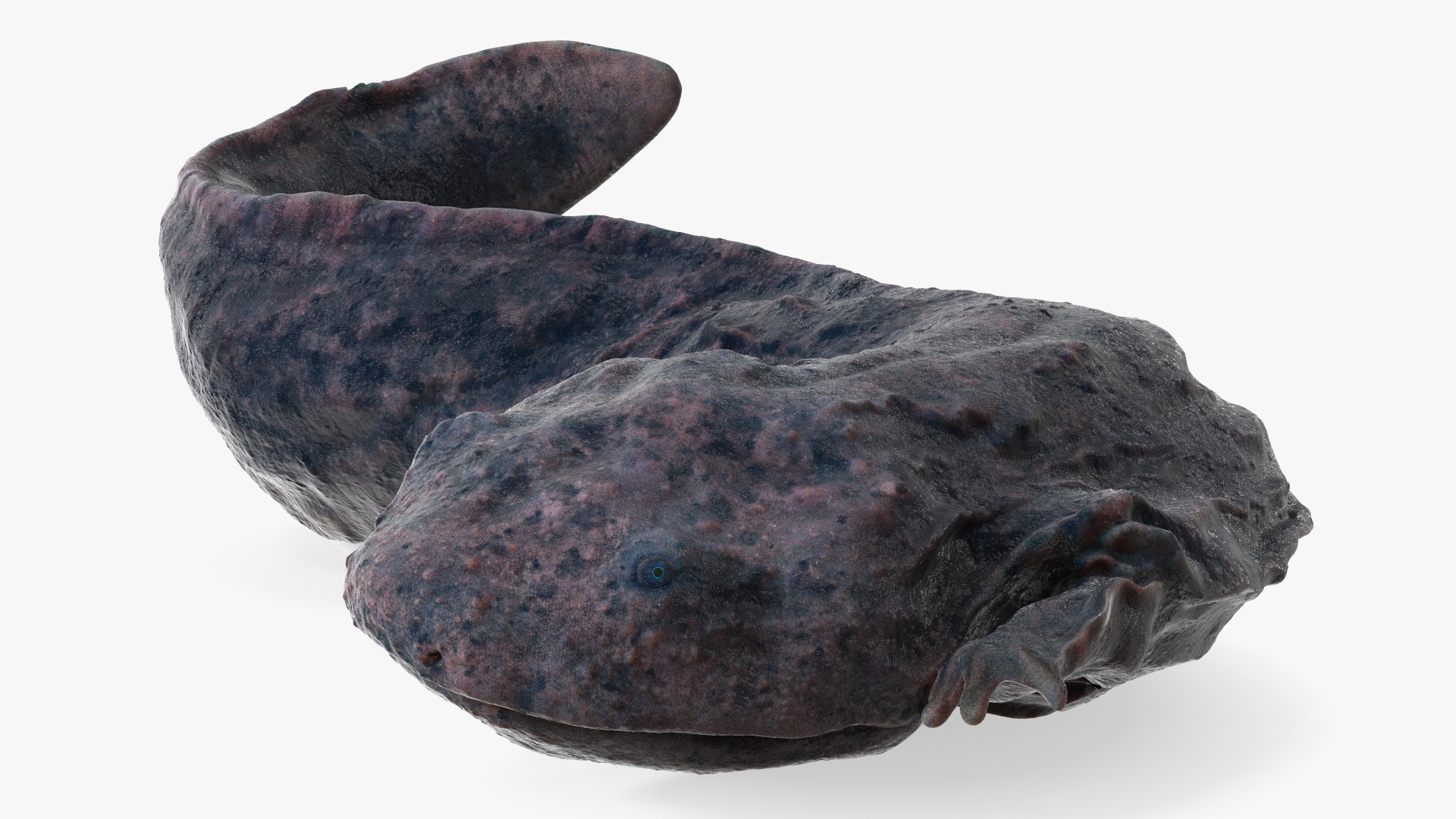 3D model Salamander Dark Wet Lying