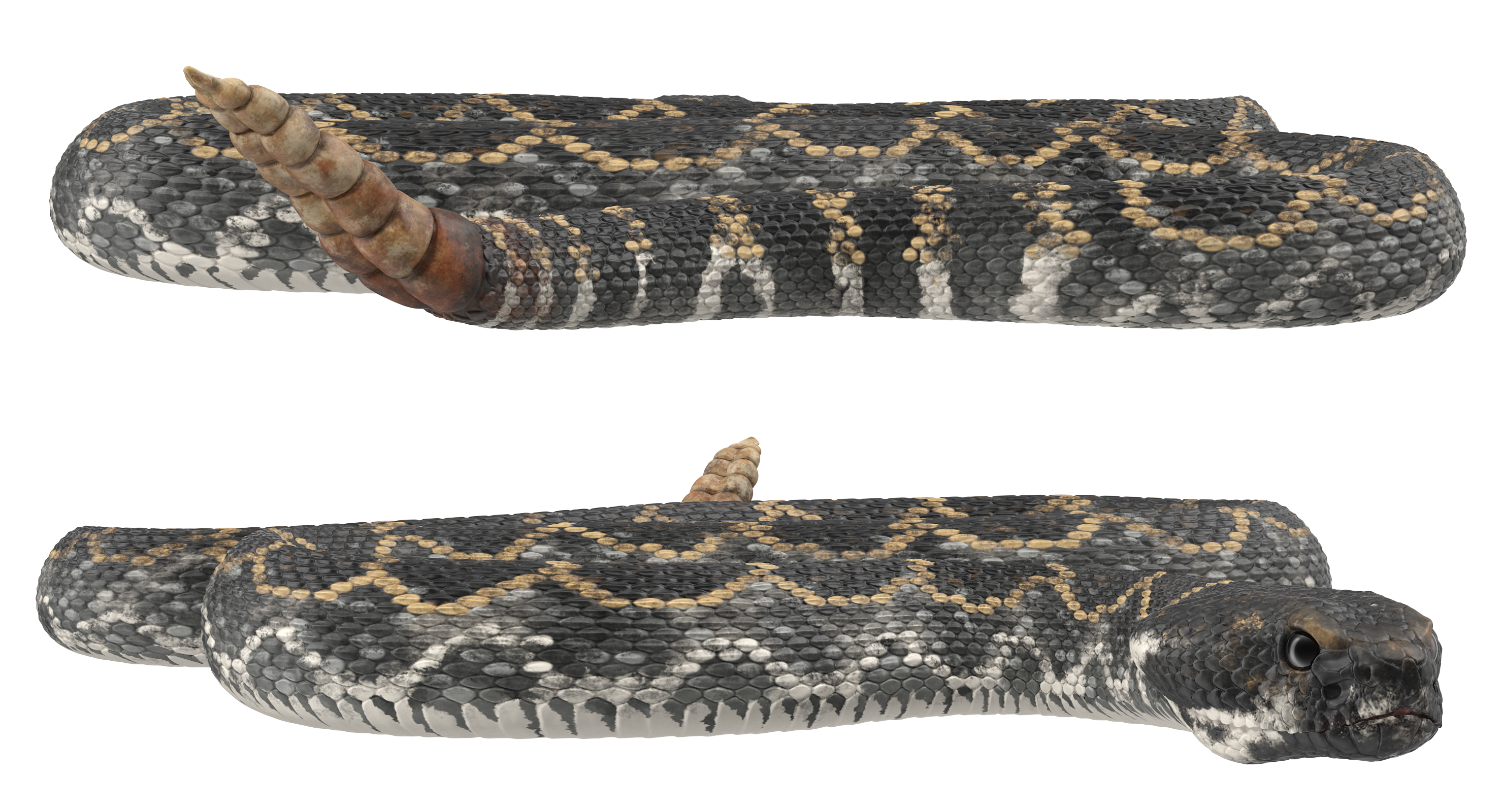 Dark Rattlesnake Crawling Pose, view 7