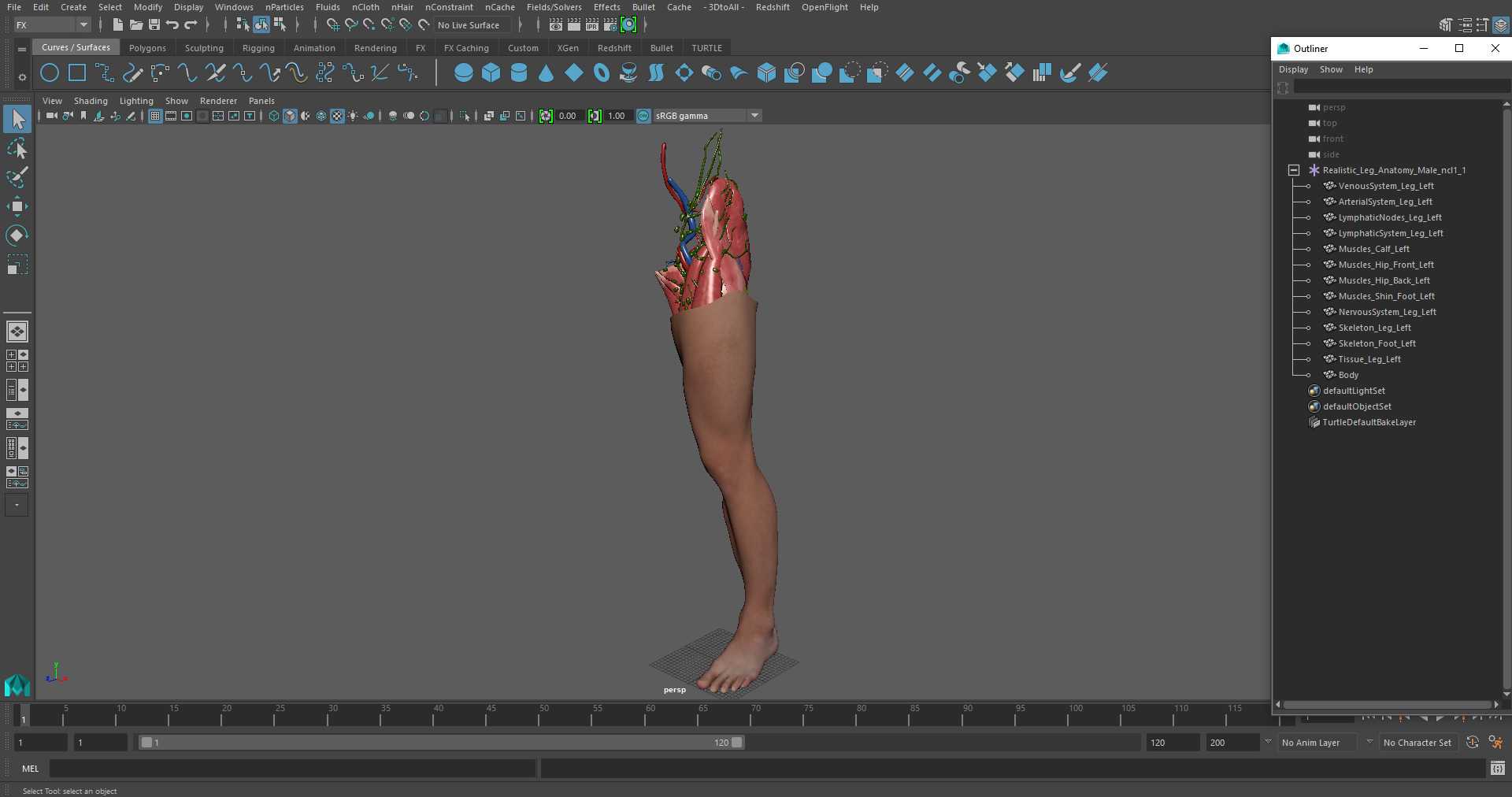 3D Realistic Leg Anatomy Male