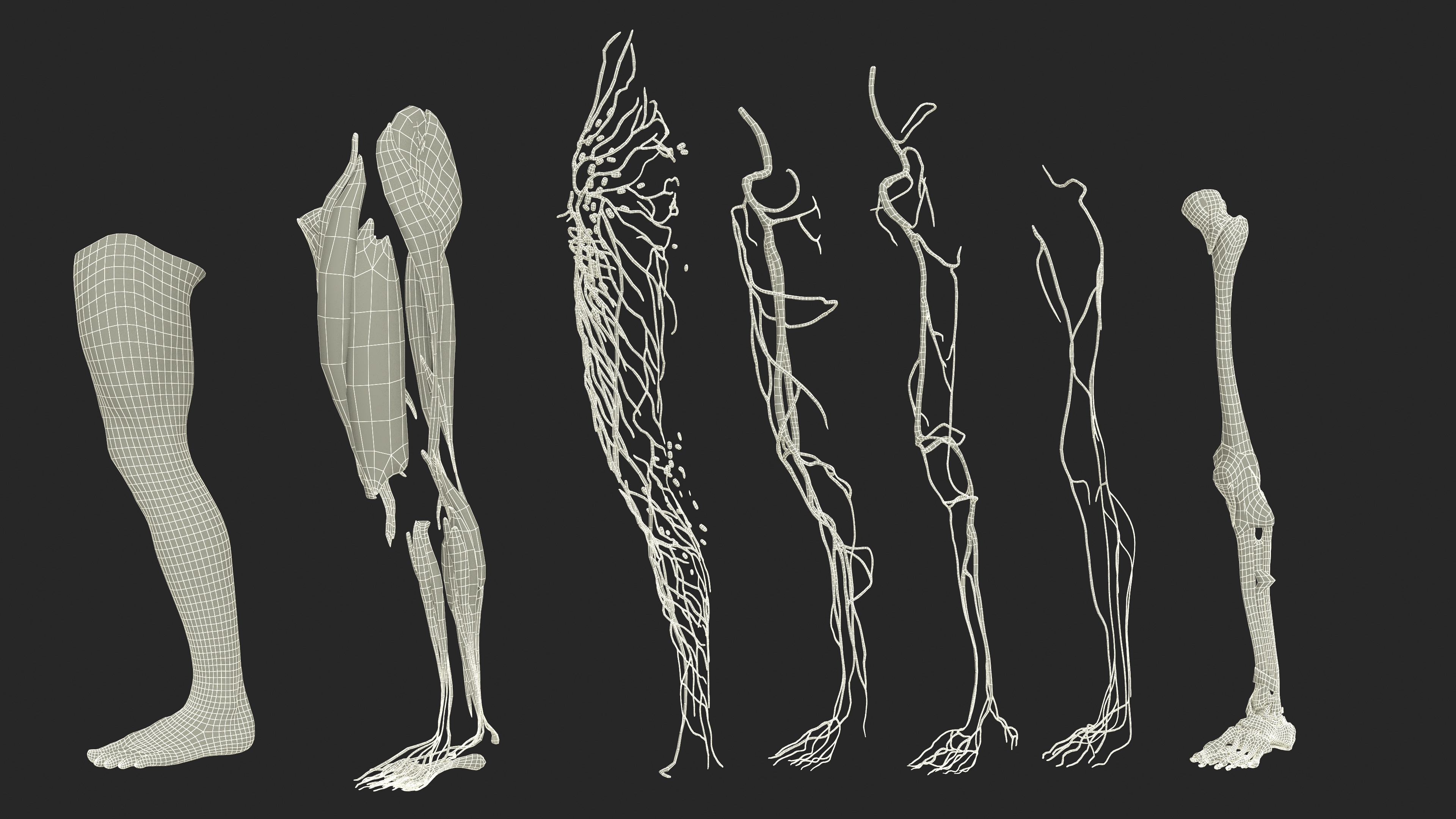 3D Realistic Leg Anatomy Male