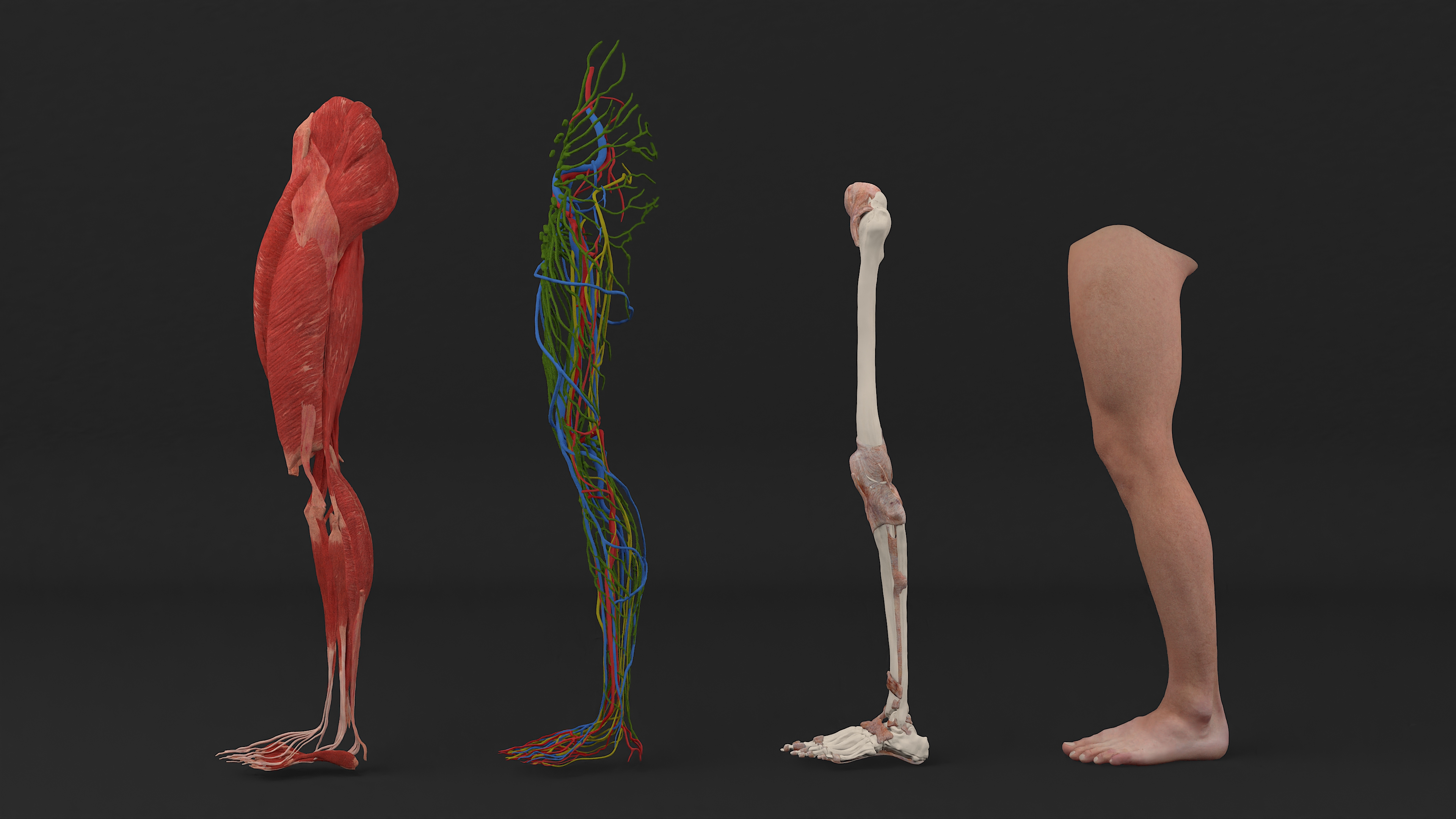 3D Realistic Leg Anatomy Male
