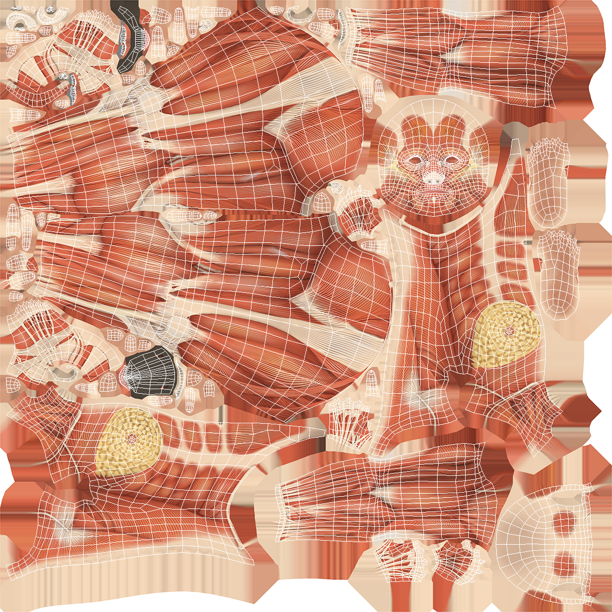 3D model Anatomy Female Muscular System