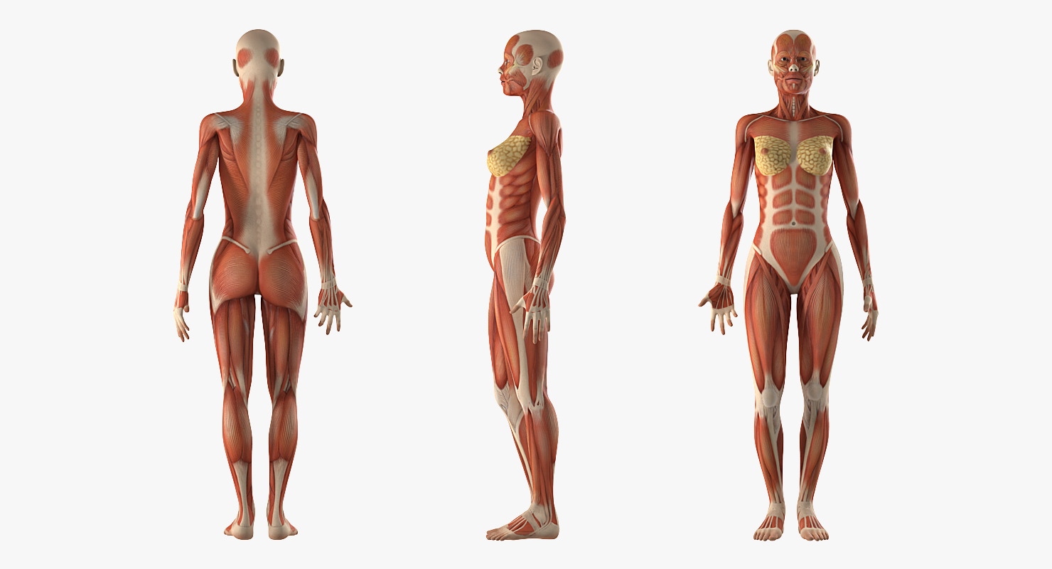 Anatomy Female Muscular System, view 8