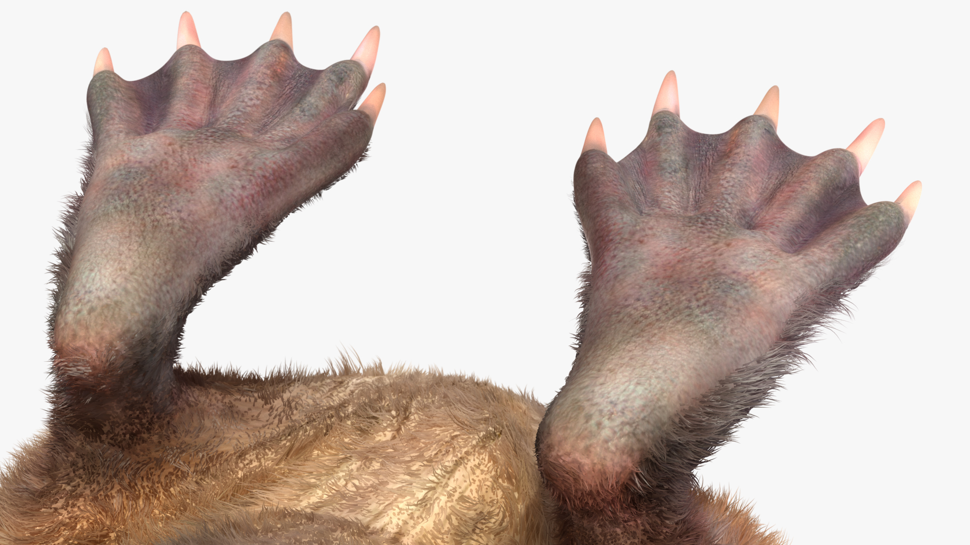 Desmana Moschata Standing Pose Fur 3D model