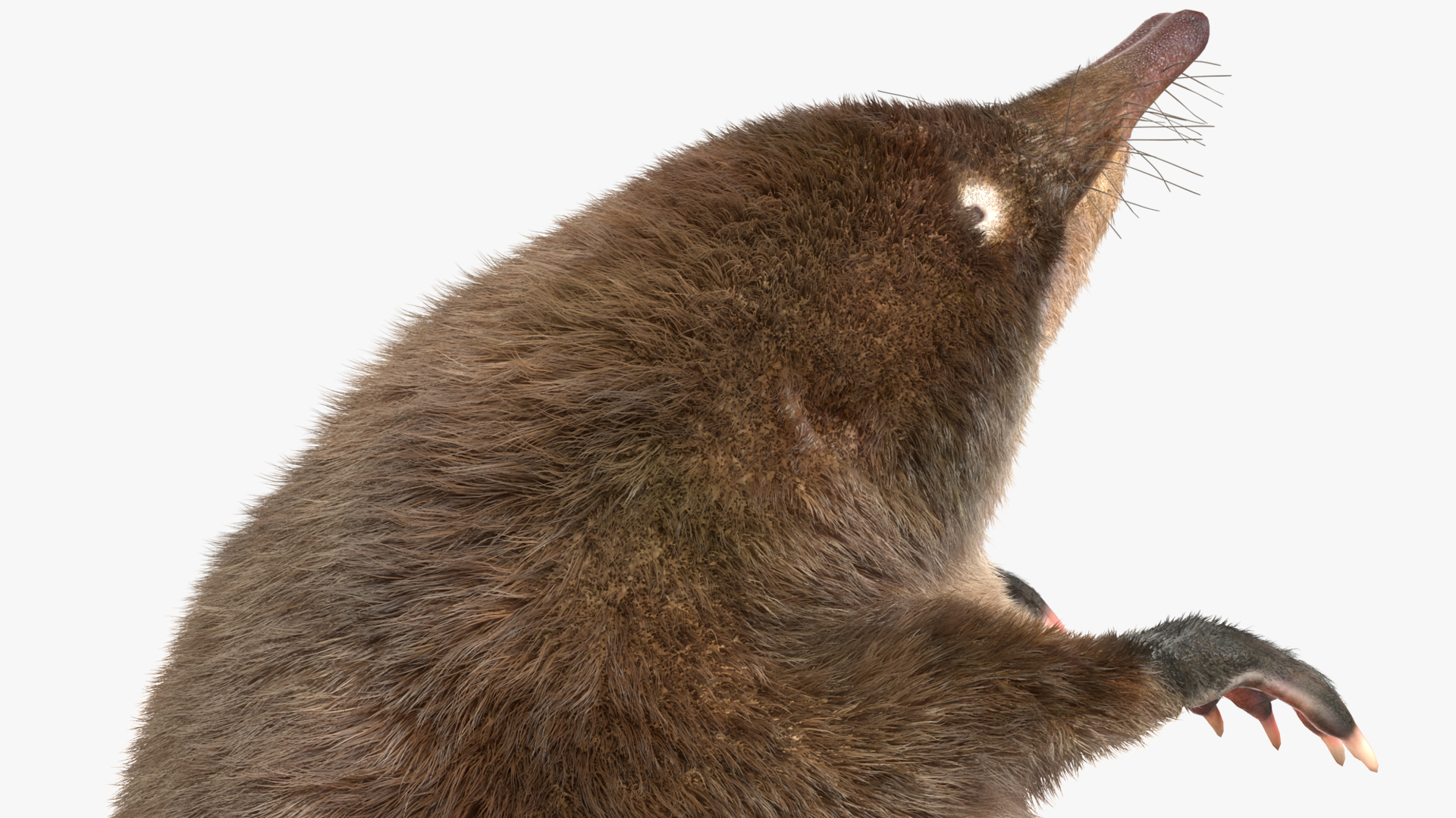 Desmana Moschata Standing Pose Fur 3D model