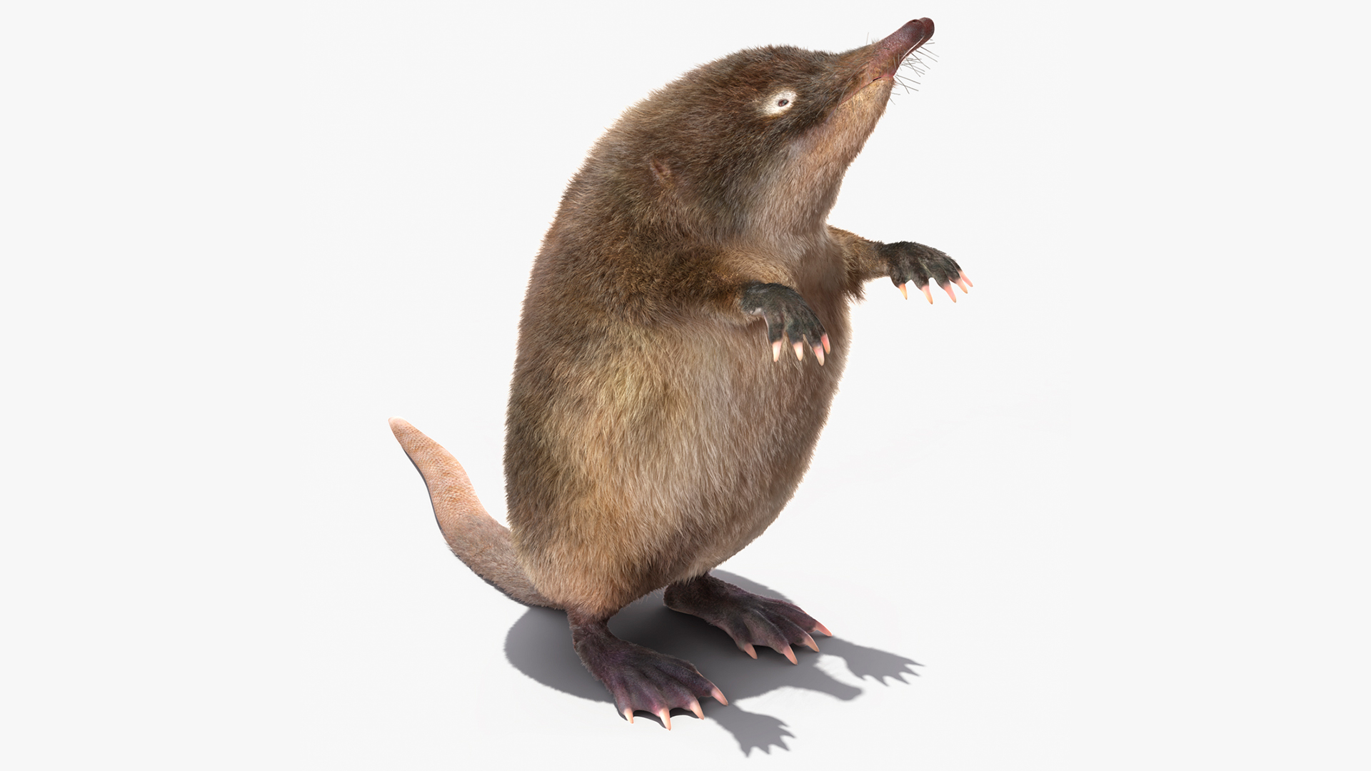Desmana Moschata Standing Pose Fur 3D model