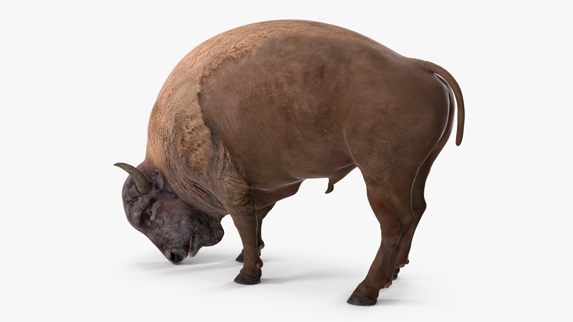 3D model American Bison Rigged for Maya