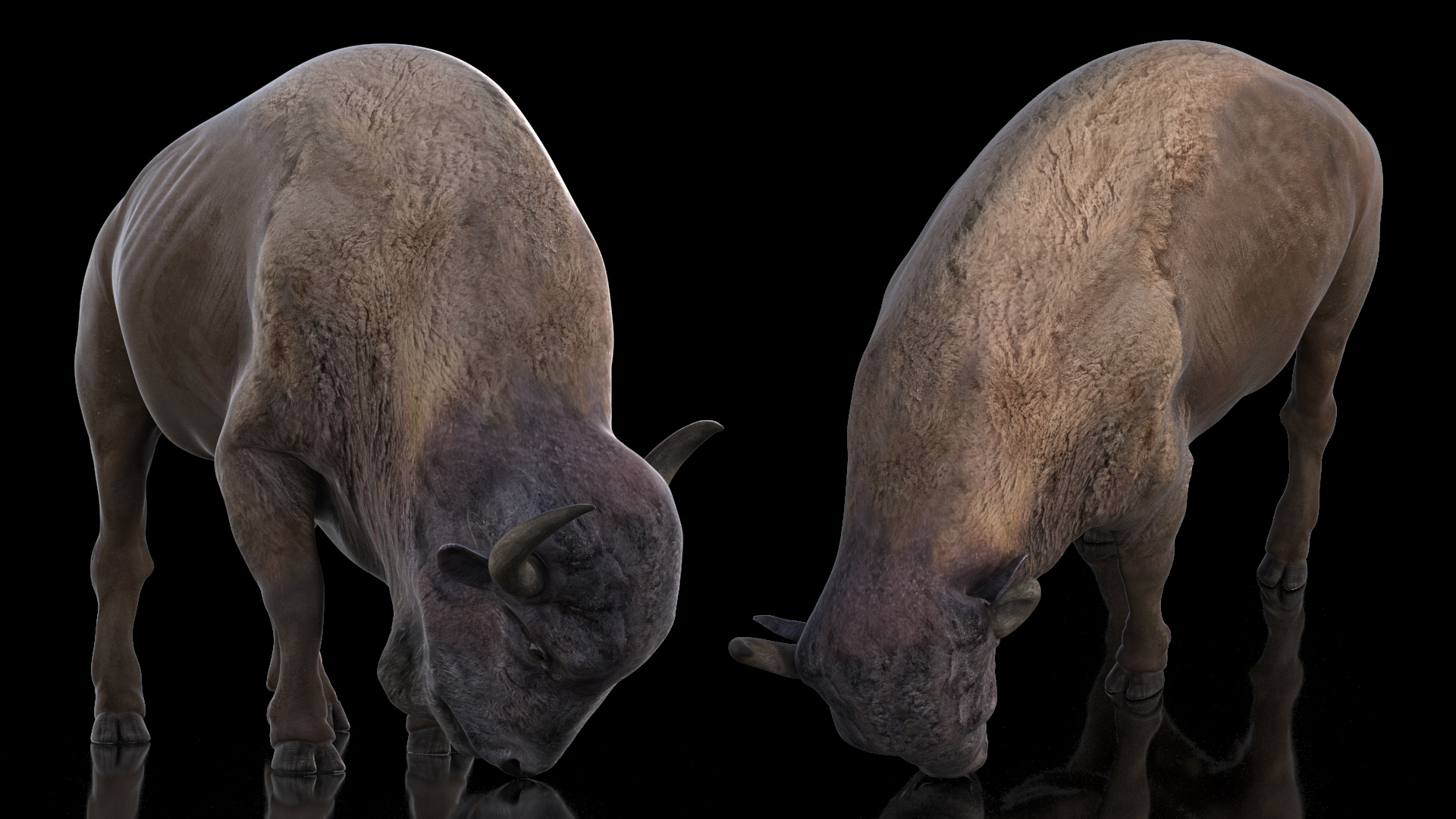 3D model American Bison Rigged for Maya