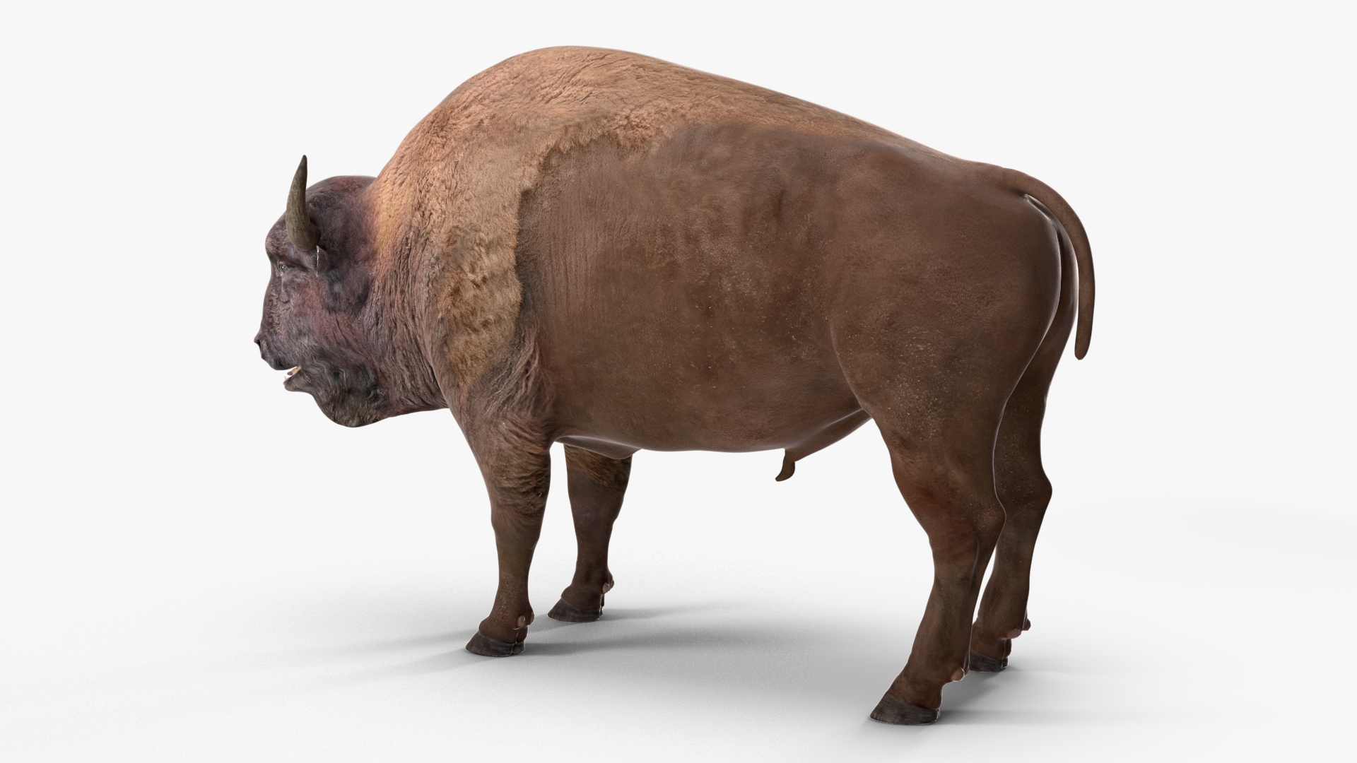 3D model American Bison Rigged for Maya