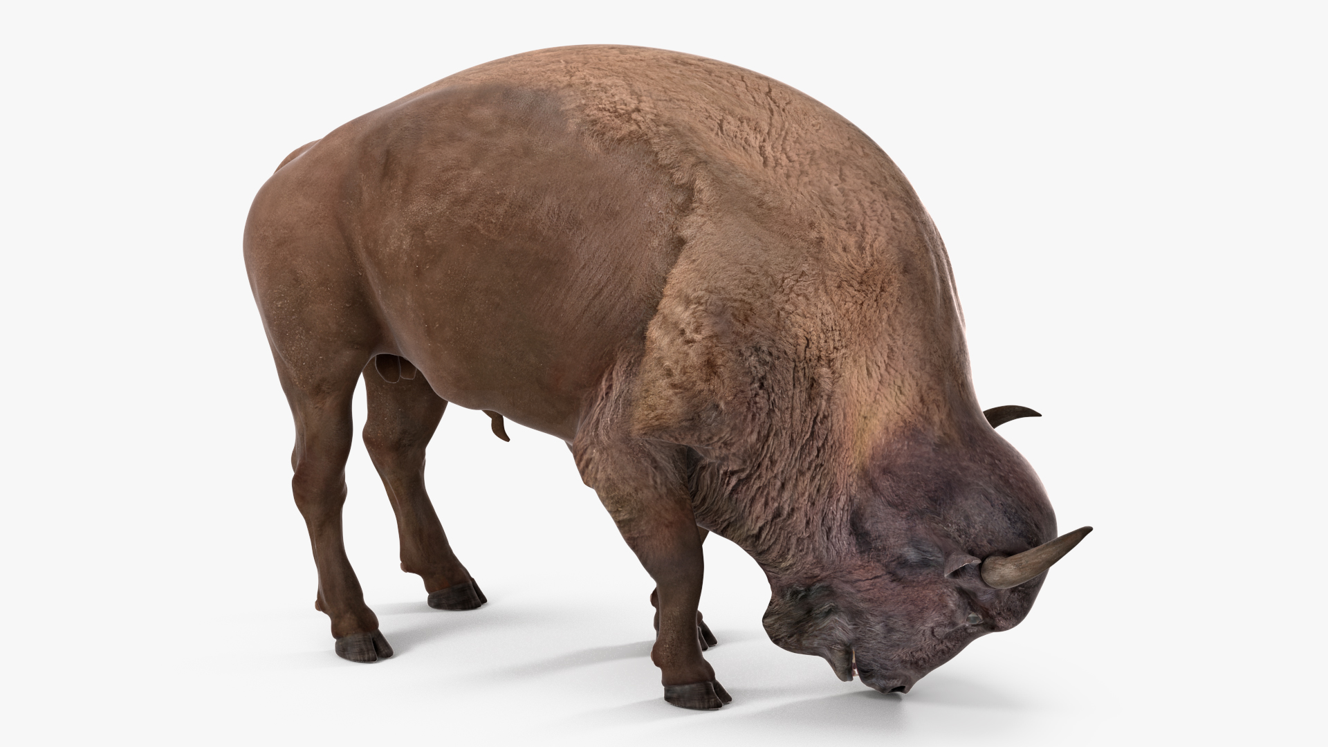 3D model American Bison Rigged for Maya