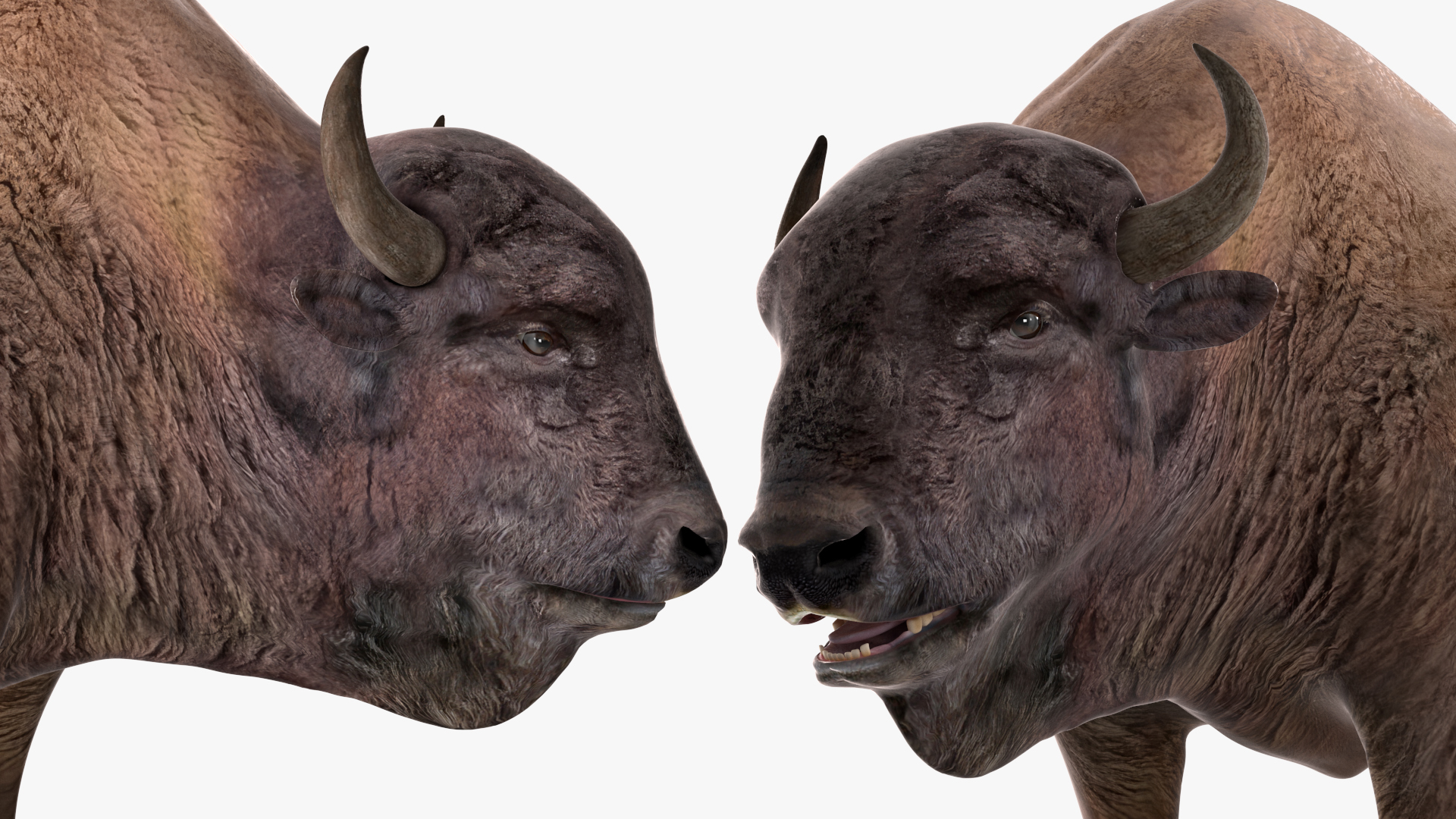 3D model American Bison Rigged for Maya