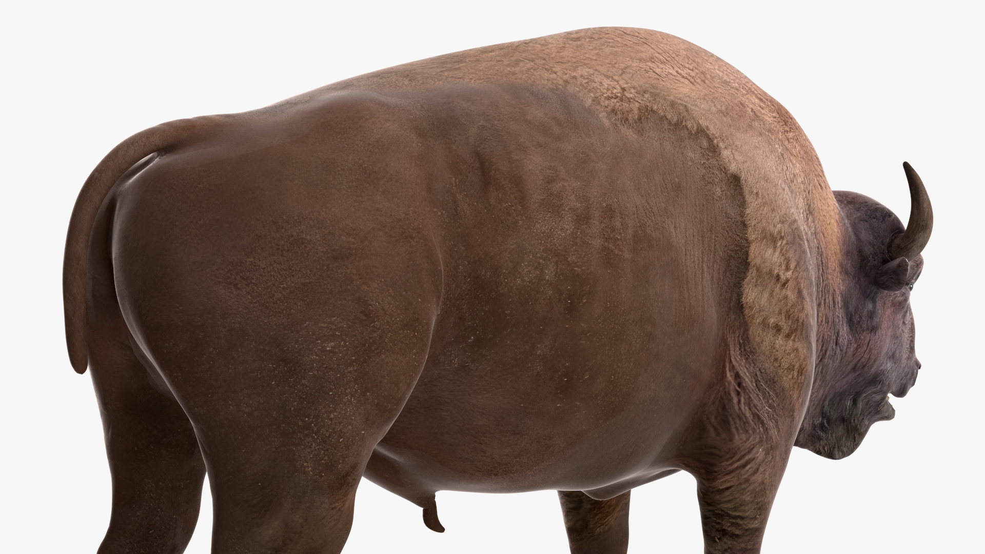 3D model American Bison Rigged for Maya