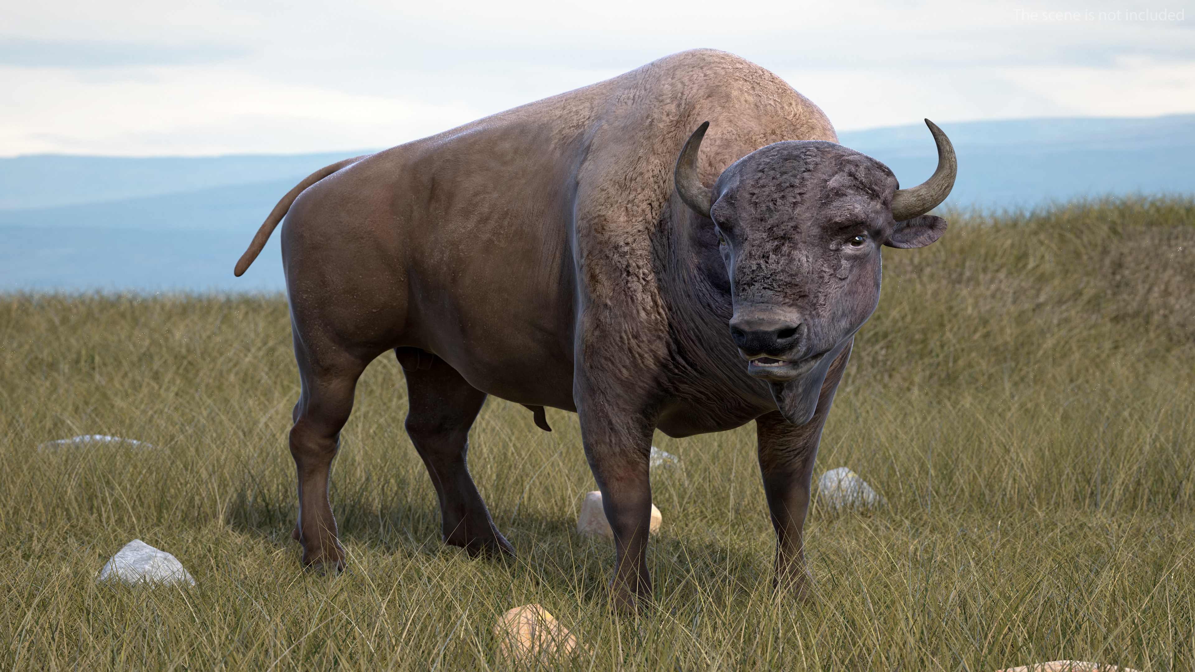 3D model American Bison Rigged for Maya