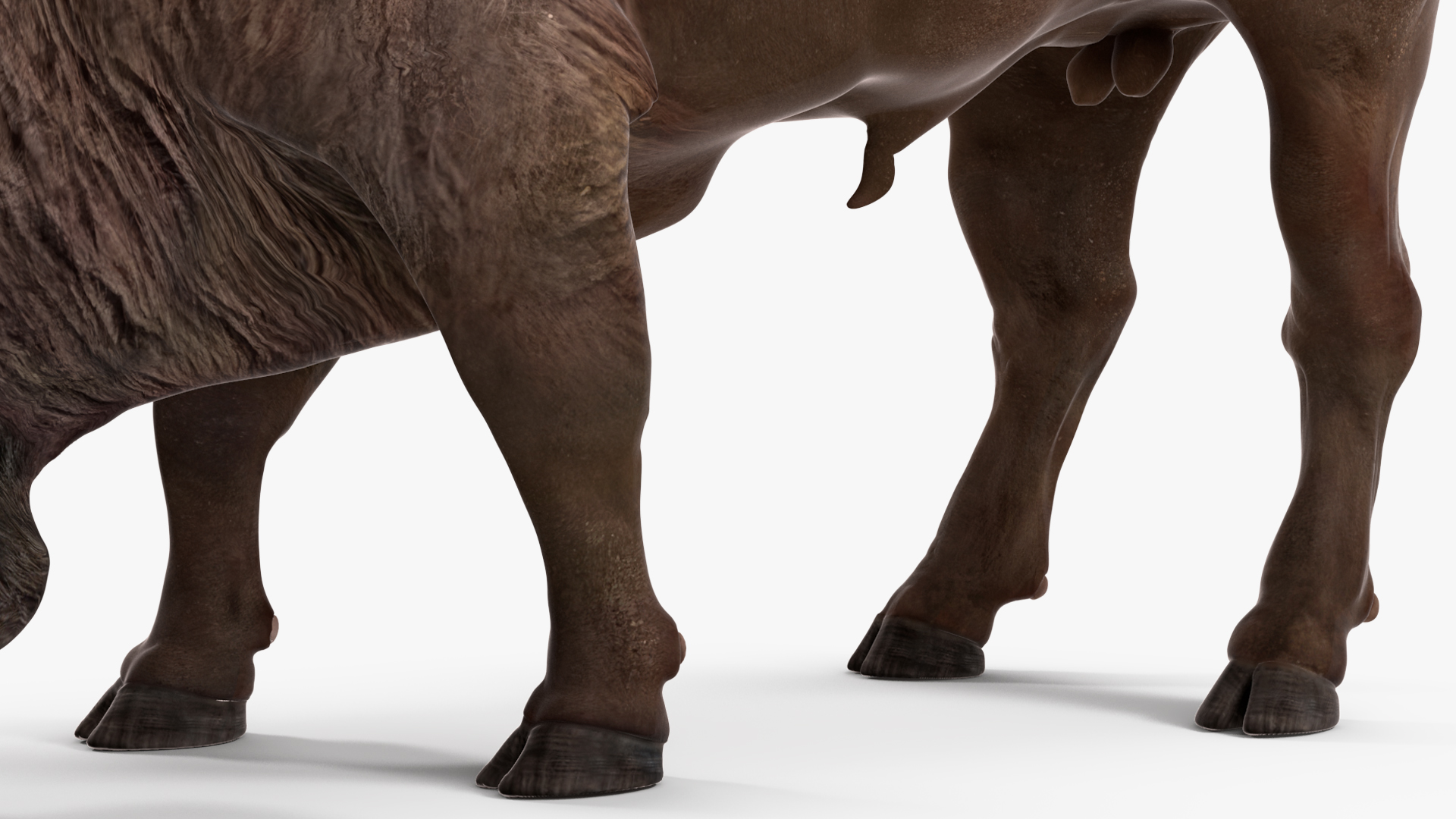 3D model American Bison Rigged for Maya