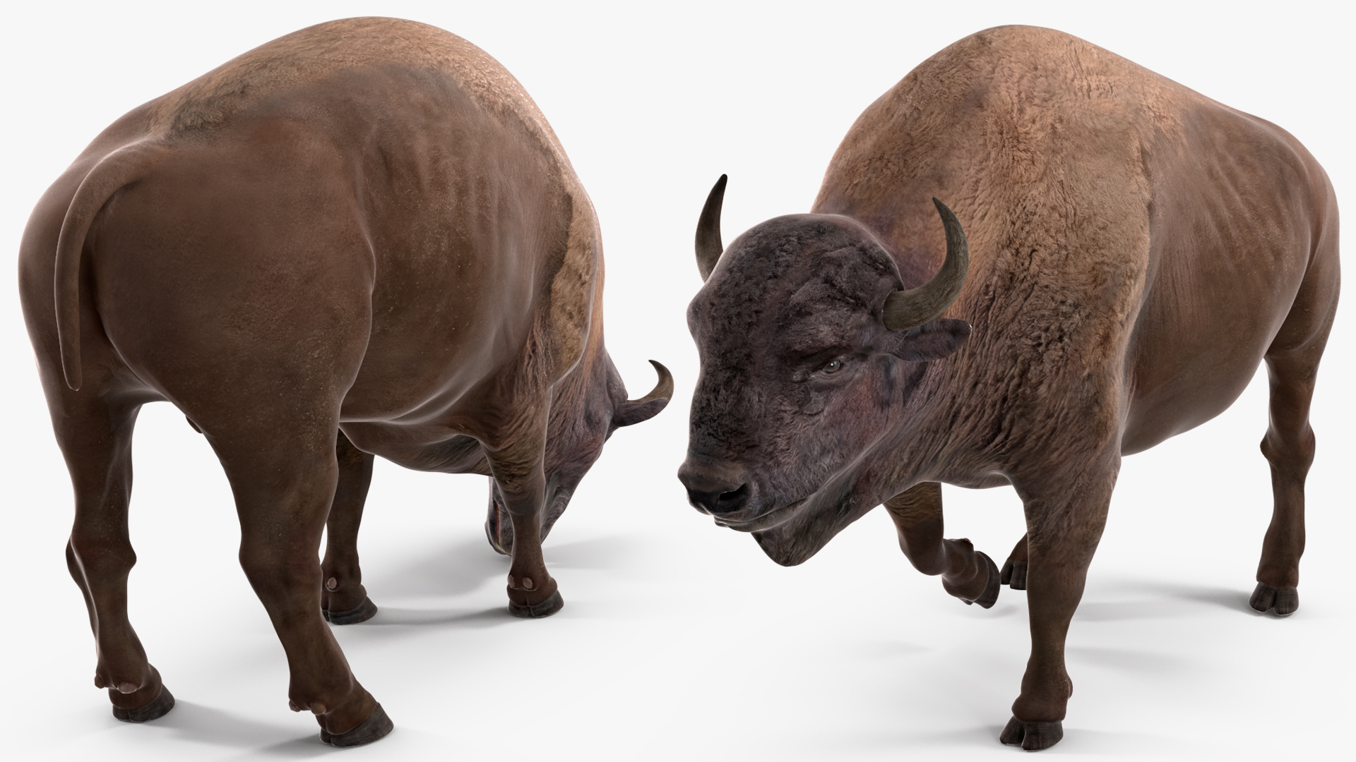 3D model American Bison Rigged for Maya