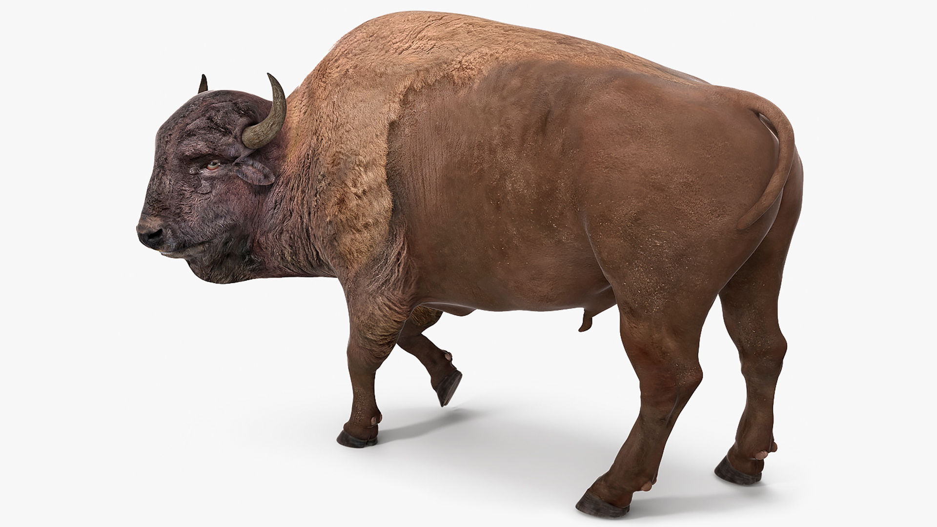 3D model American Bison Rigged for Maya