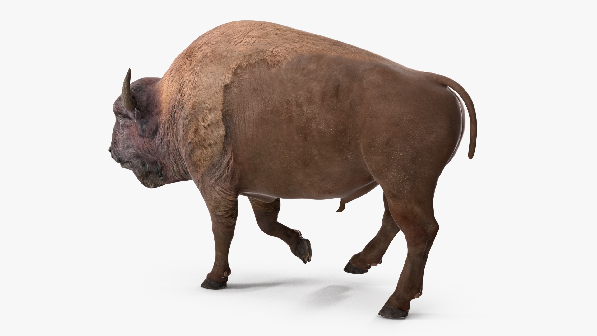 3D model American Bison Rigged for Maya