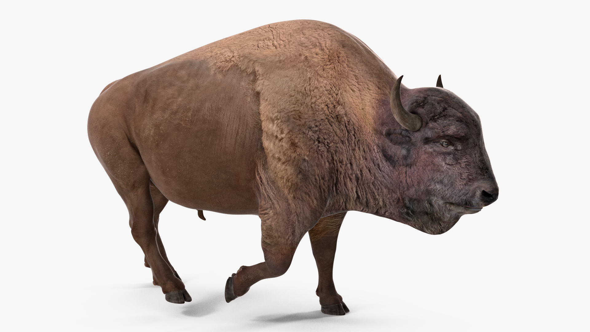 3D model American Bison Rigged for Maya