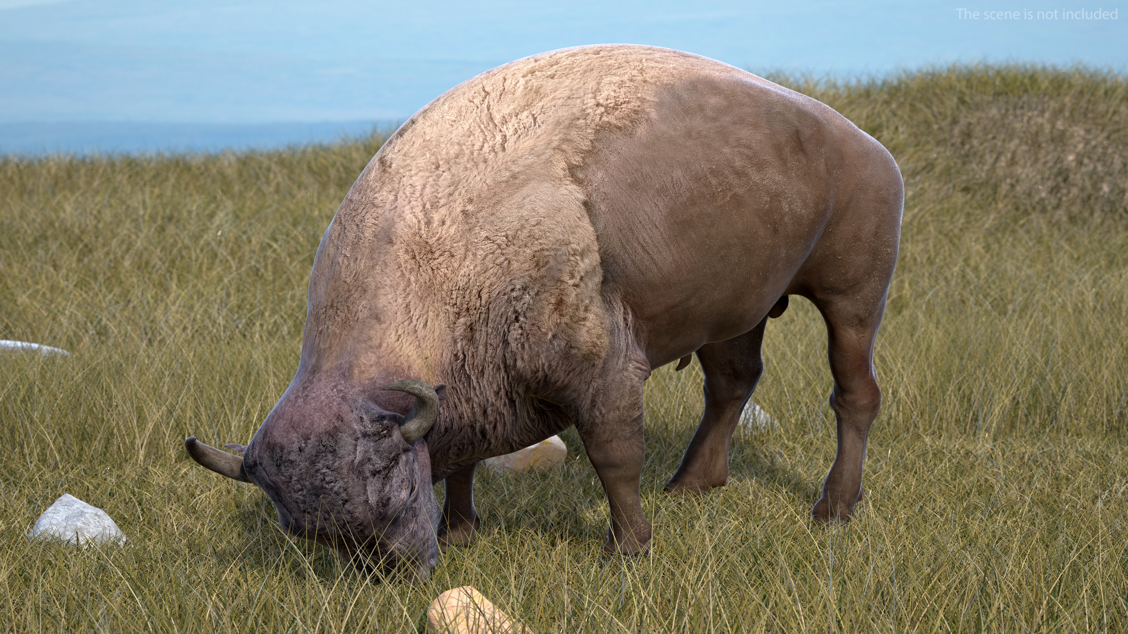 3D model American Bison Rigged for Maya