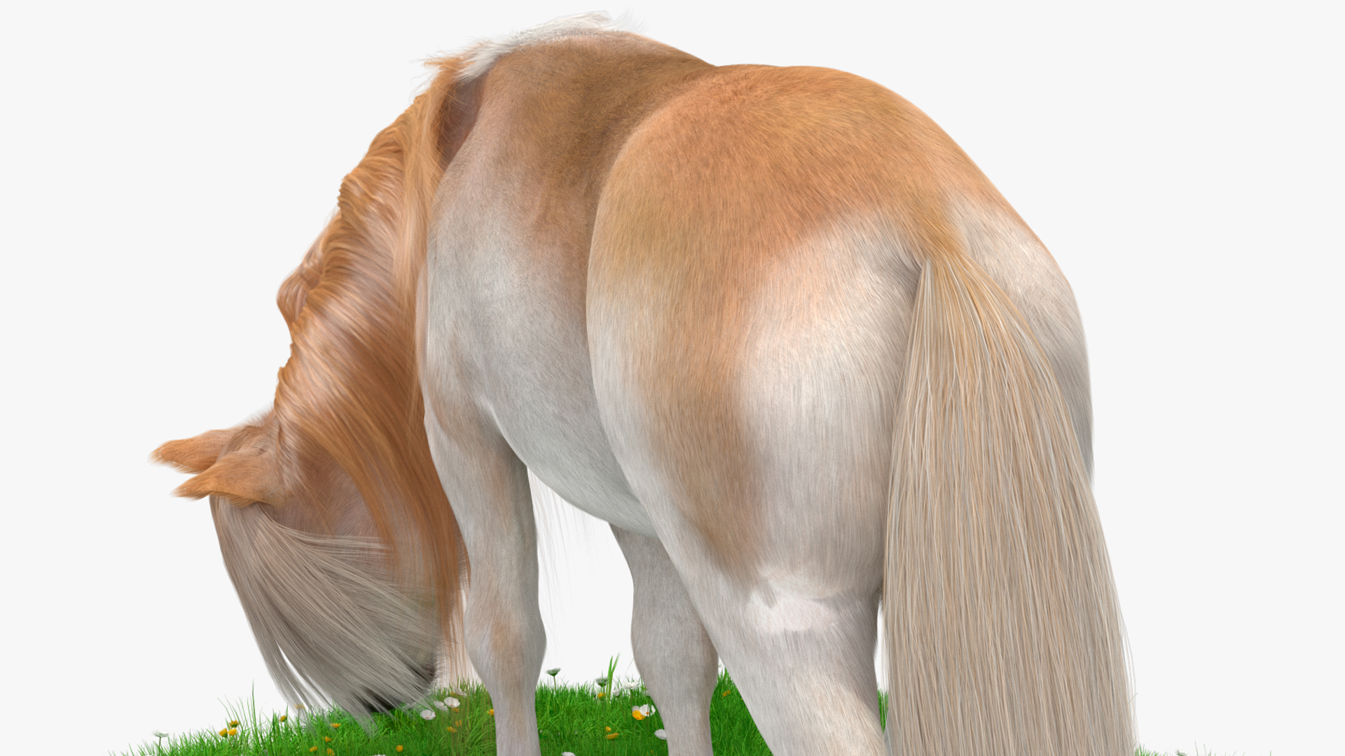 3D Pony with Long Mane Grazing in a Meadow Fur model