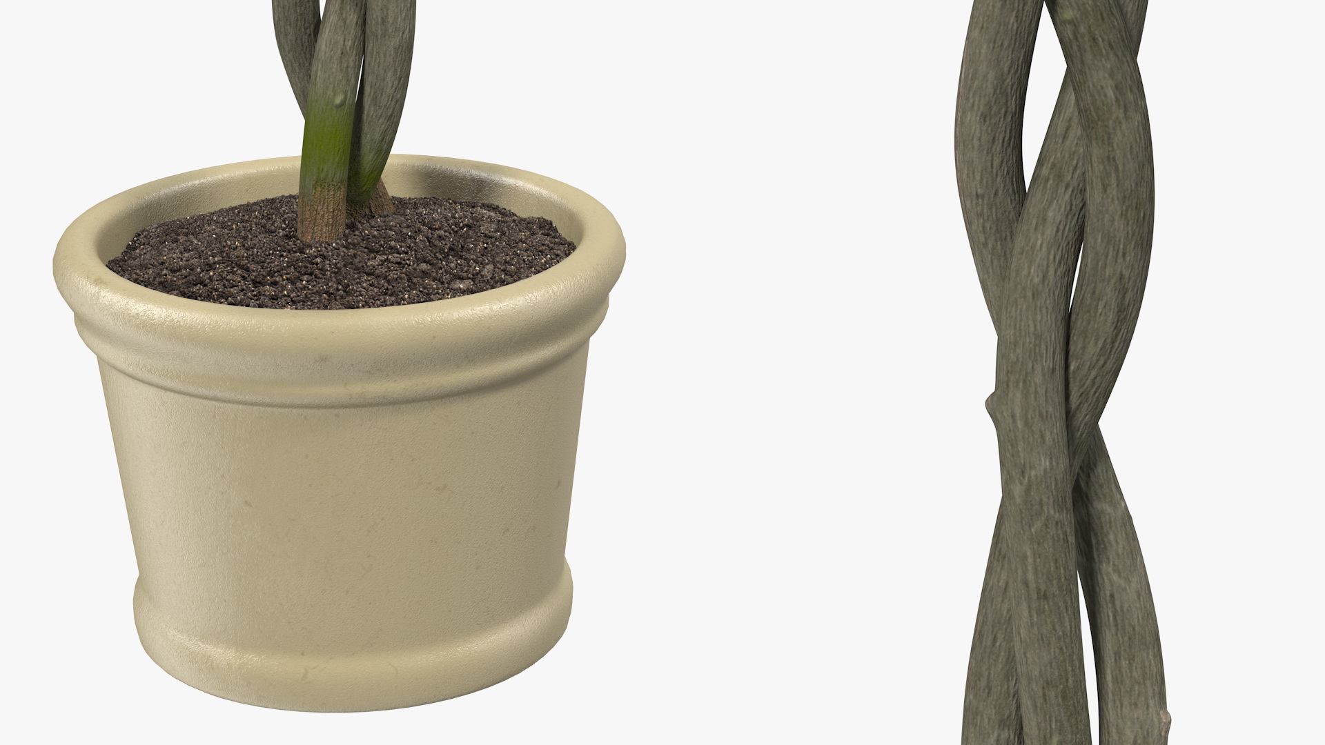 3D Braided Hibiscus Tree in Pot Pink model