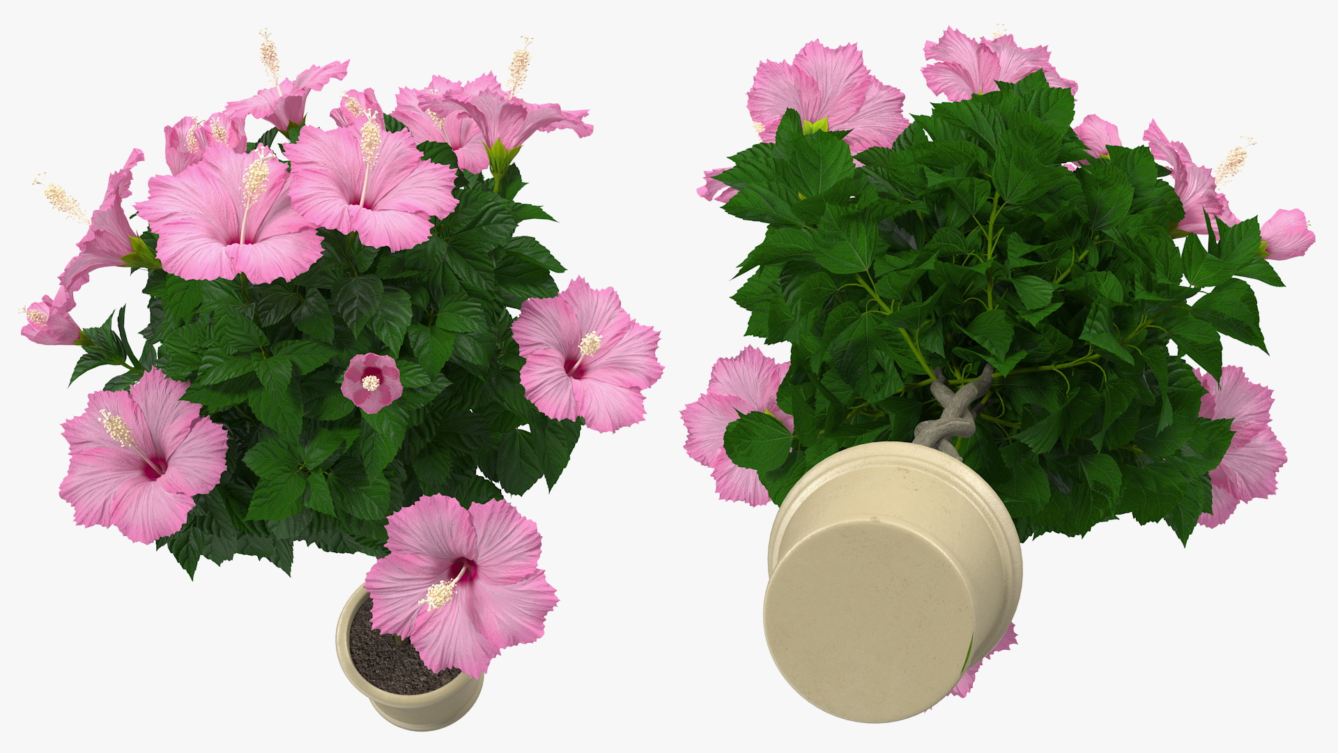 3D Braided Hibiscus Tree in Pot Pink model