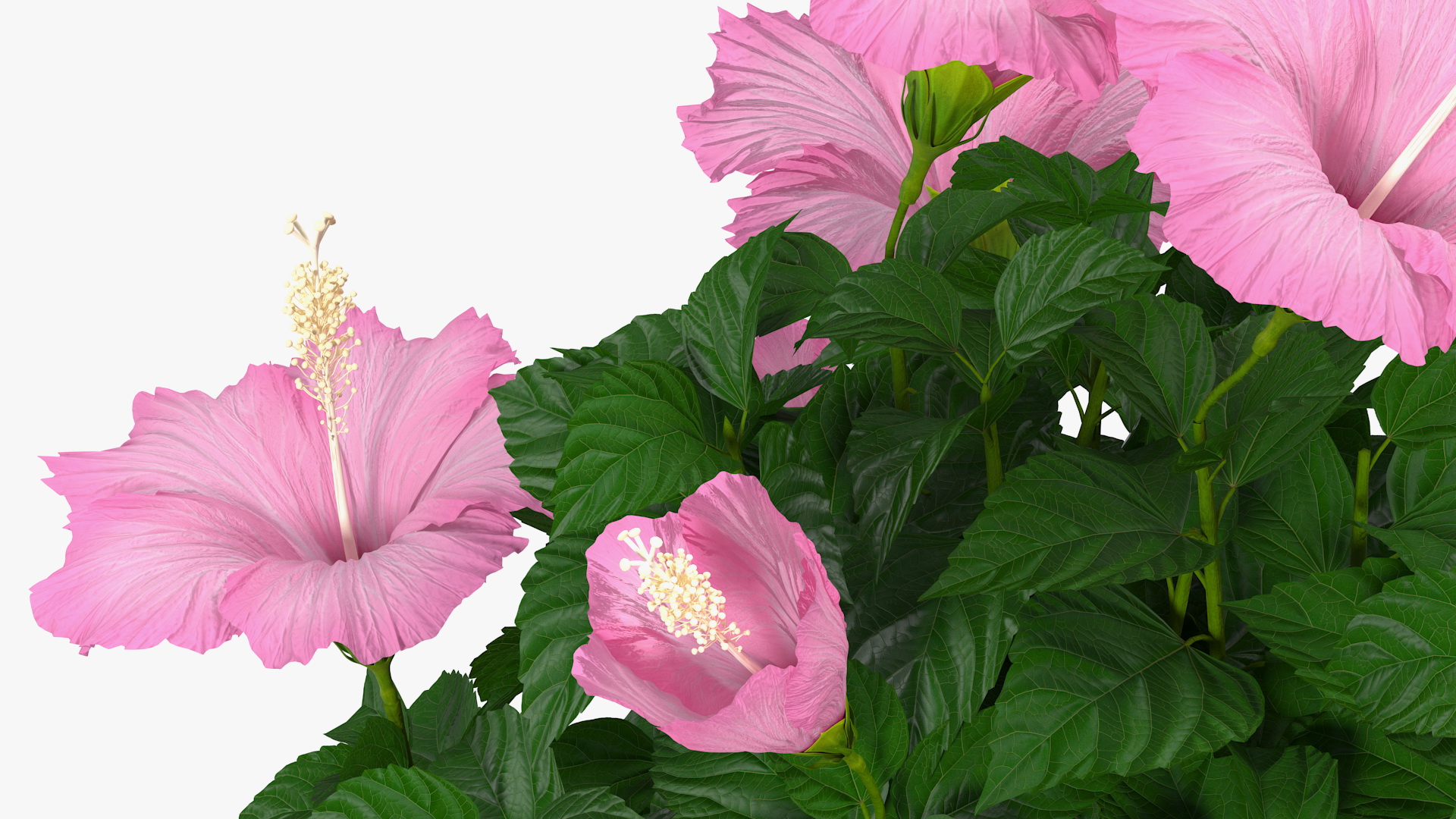 3D Braided Hibiscus Tree in Pot Pink model