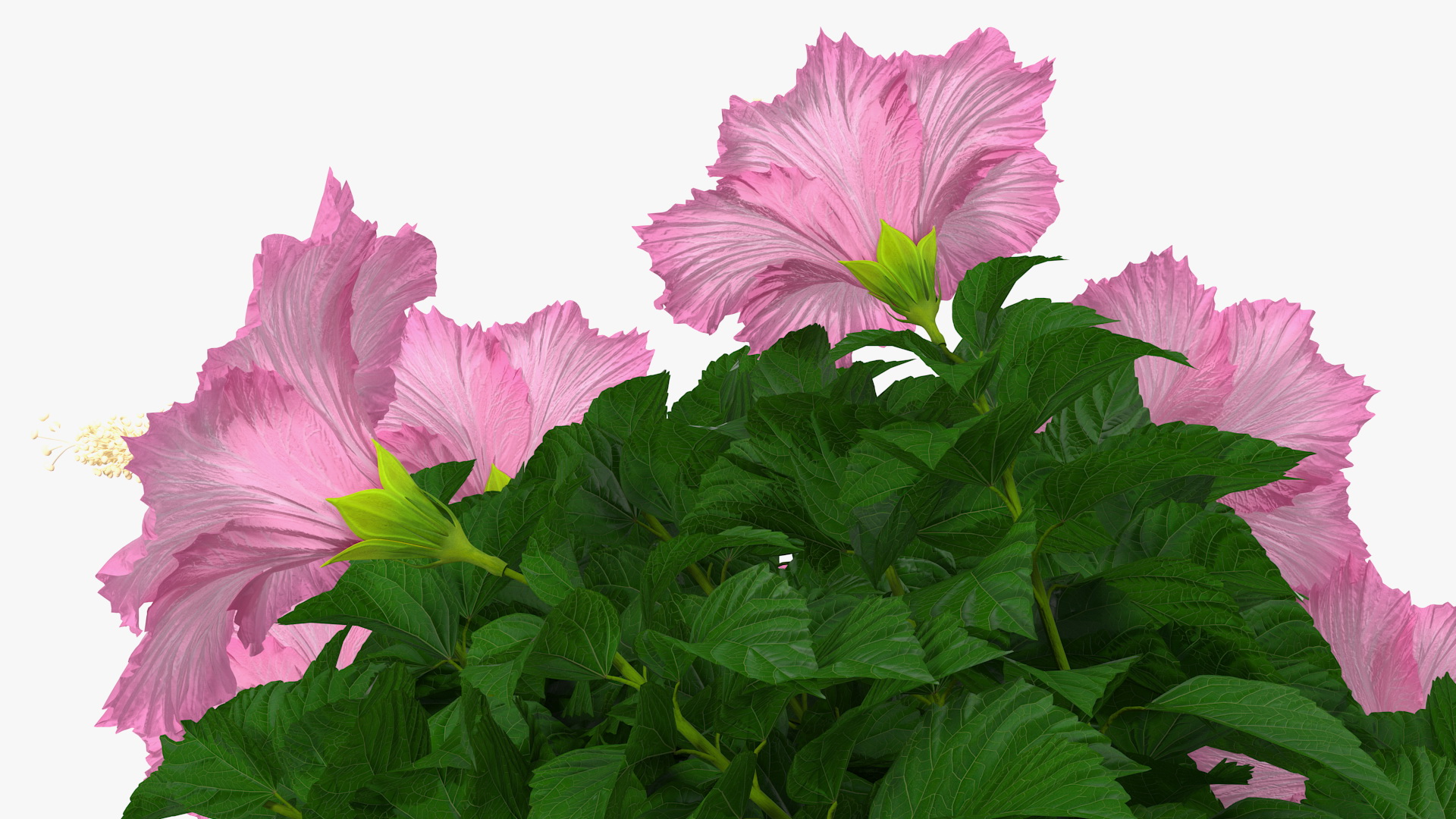 3D Braided Hibiscus Tree in Pot Pink model