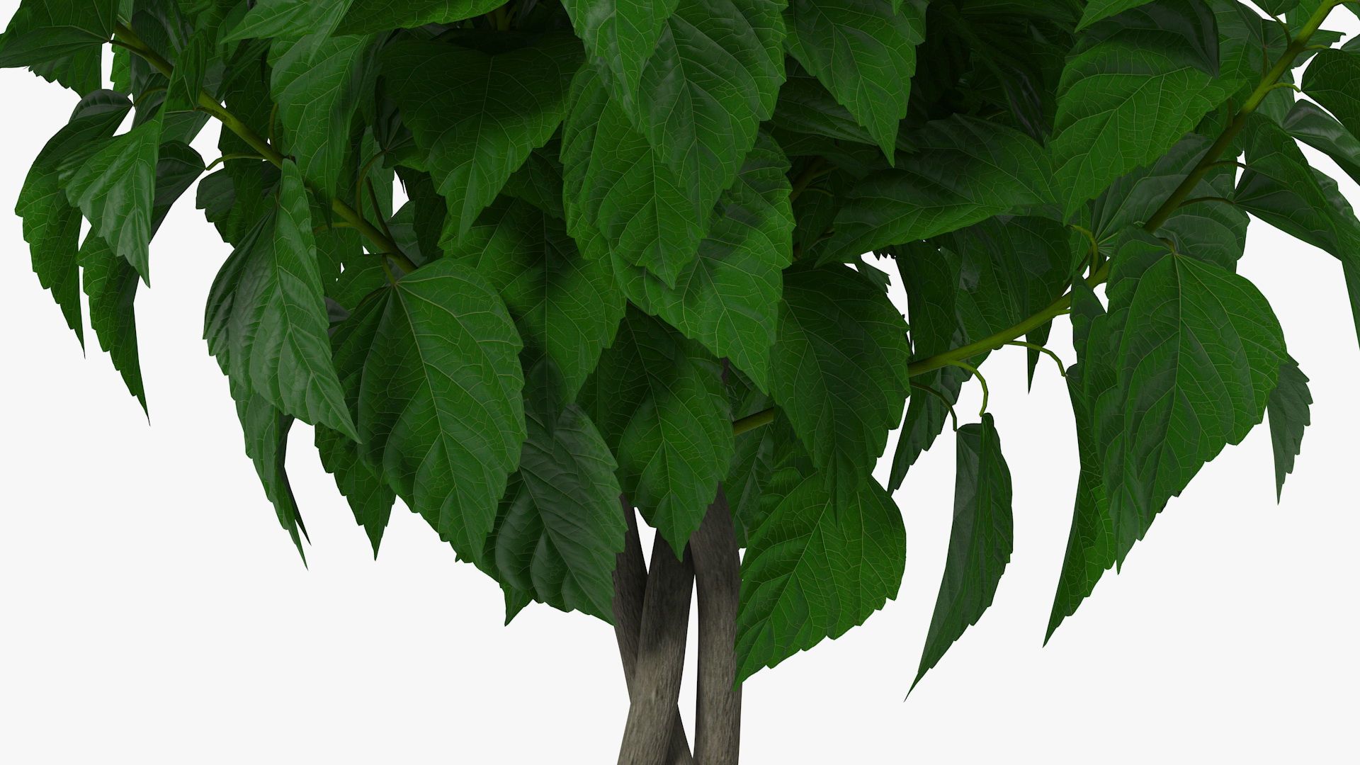 3D Braided Hibiscus Tree in Pot Pink model