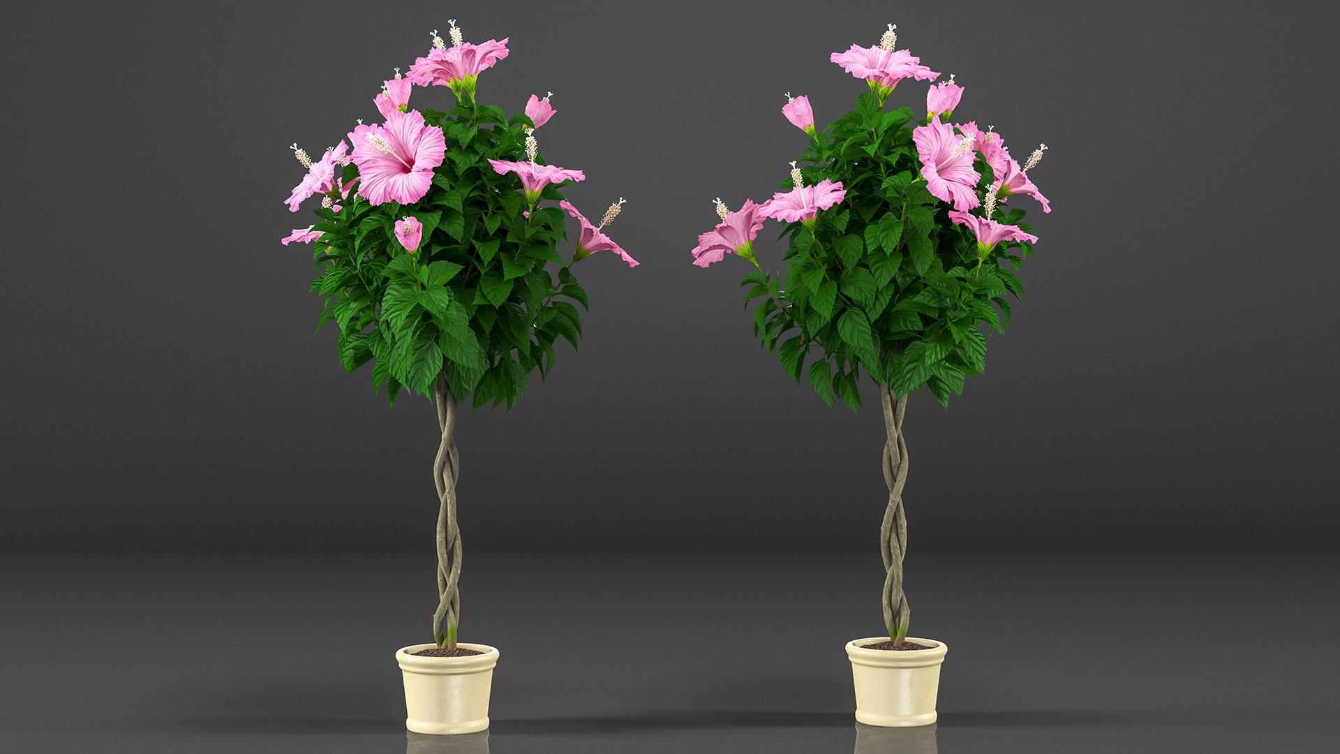3D Braided Hibiscus Tree in Pot Pink model