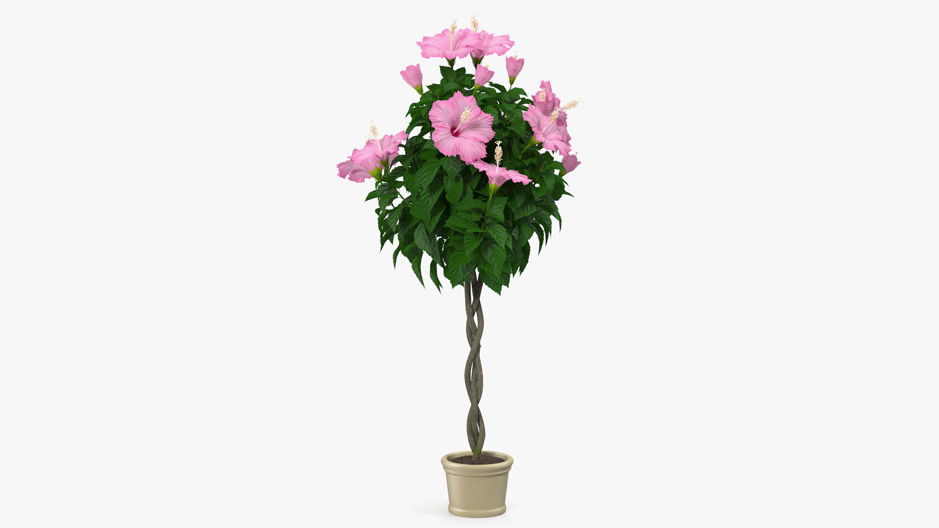 3D Braided Hibiscus Tree in Pot Pink model