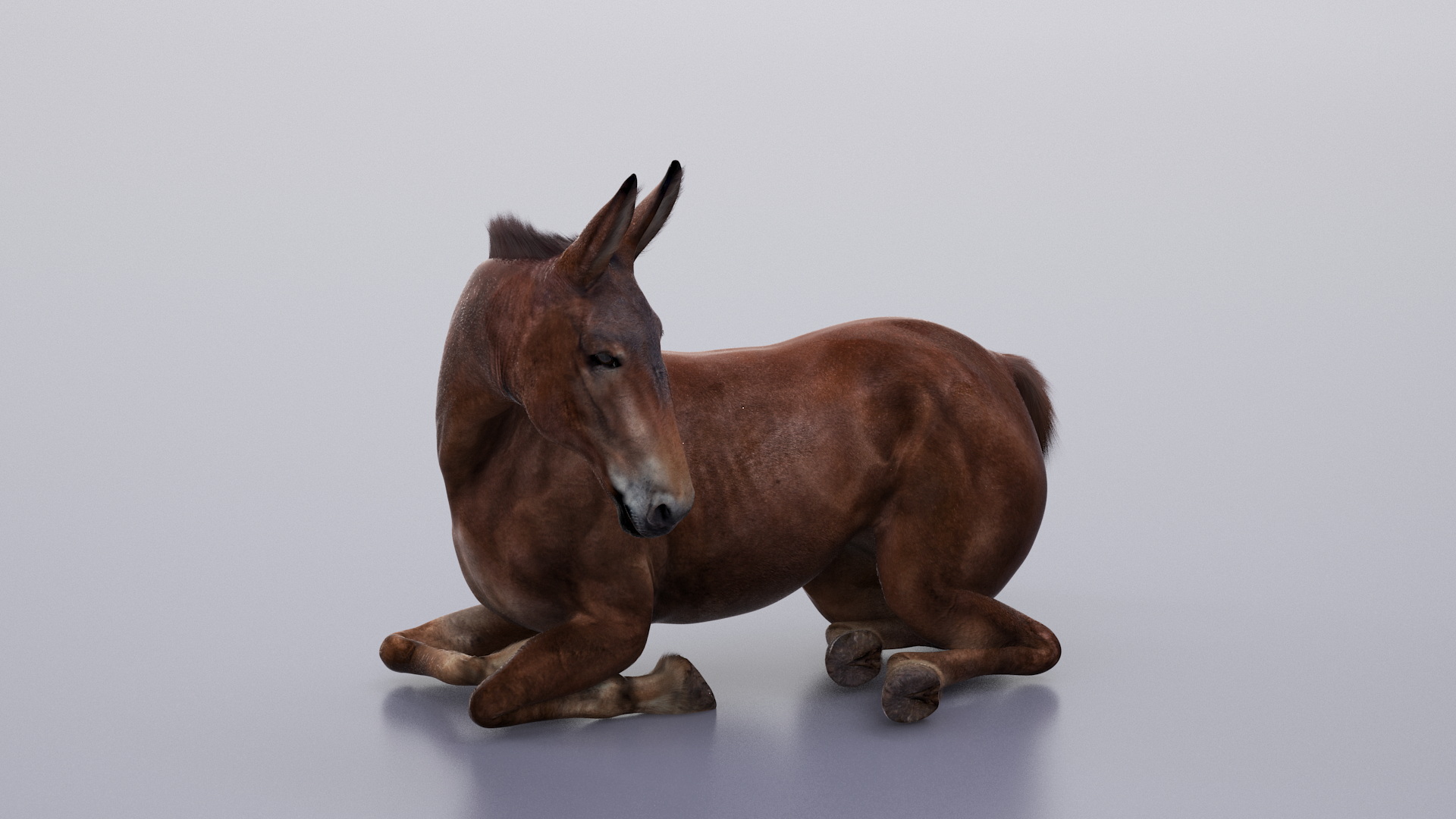 Bay Mule Fur Rigged 3D model